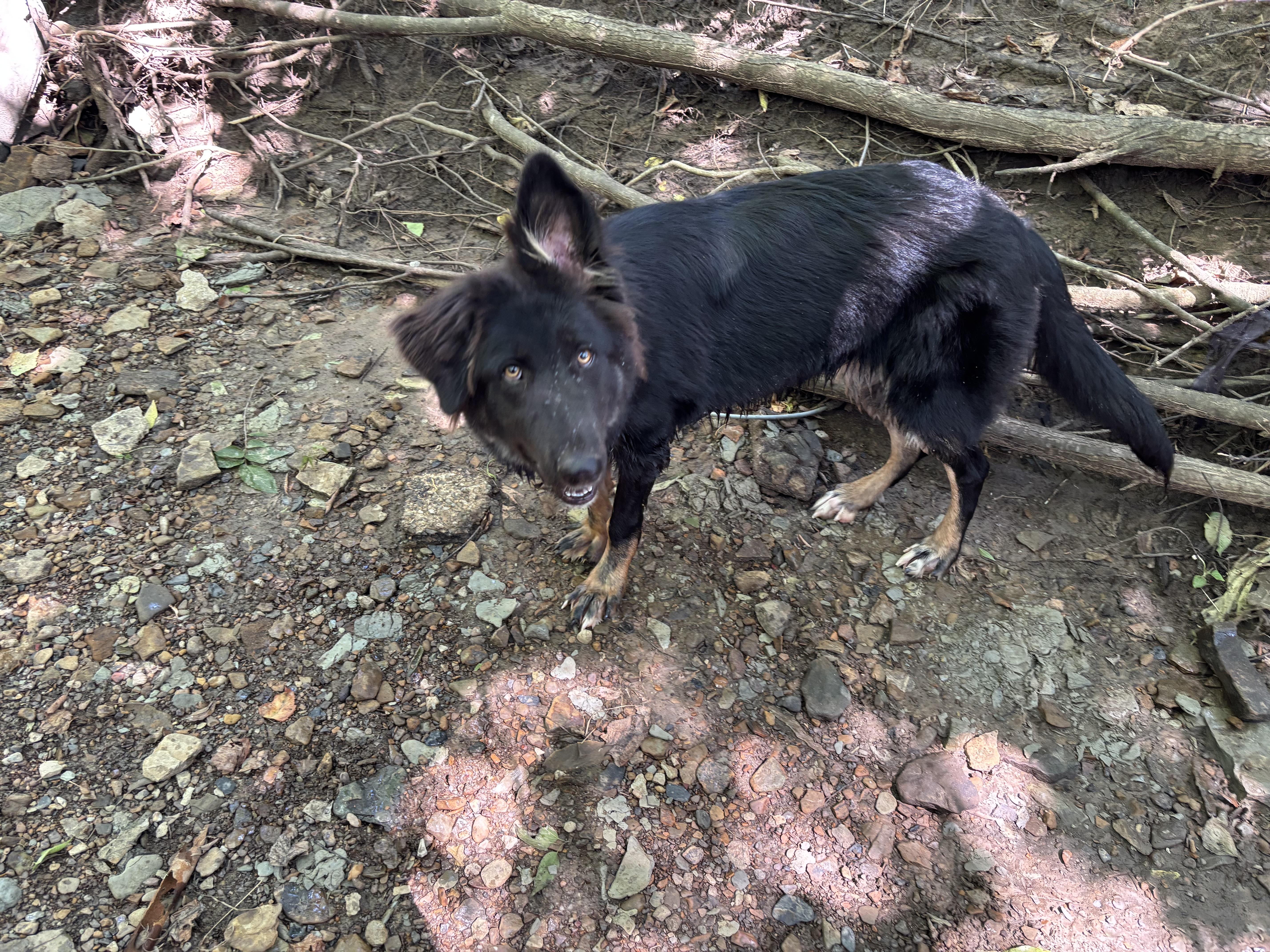 Enlarge Aurora, a Adopted mixed breed in Glenpool, OK image 4/5