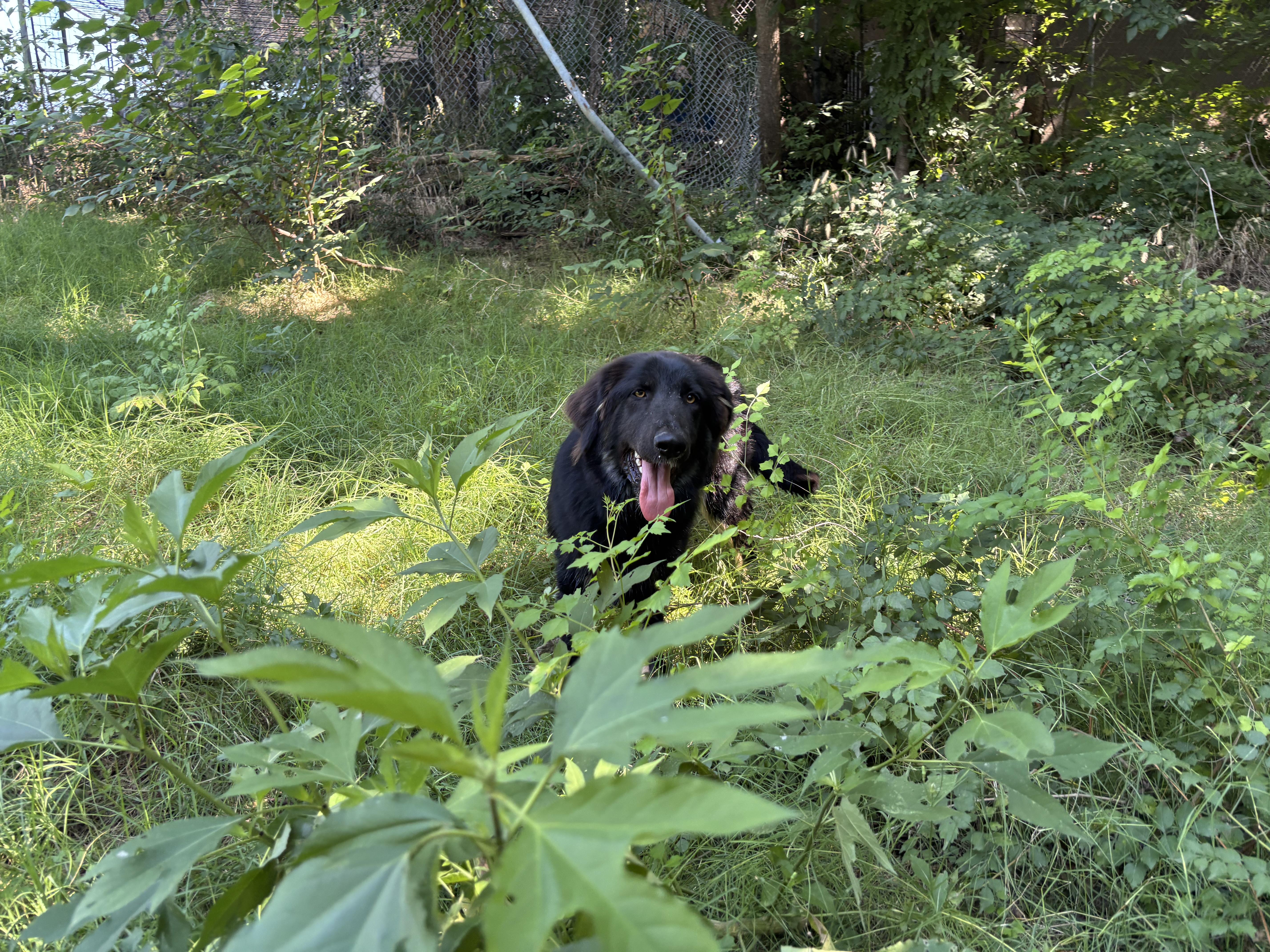 Enlarge Aurora, a Adopted mixed breed in Glenpool, OK image 2/5