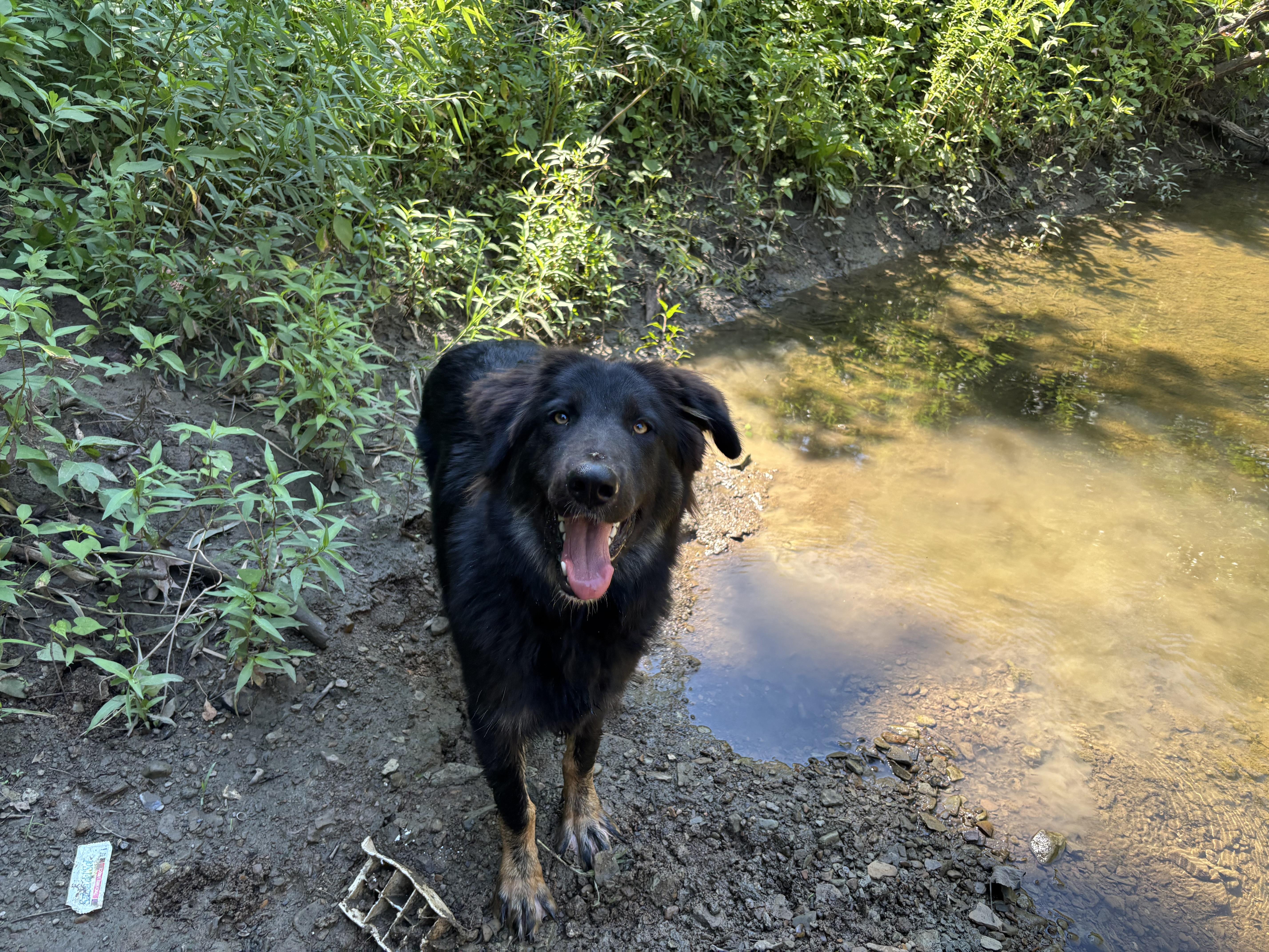Aurora, Adopted, Adult Female Australian Shepherd.