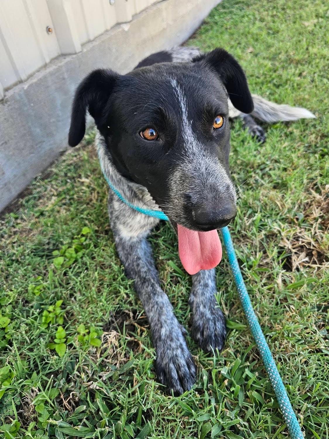 Enlarge Hank the Heeler, a Adopted mixed breed in Stephenville, TX image 4/6