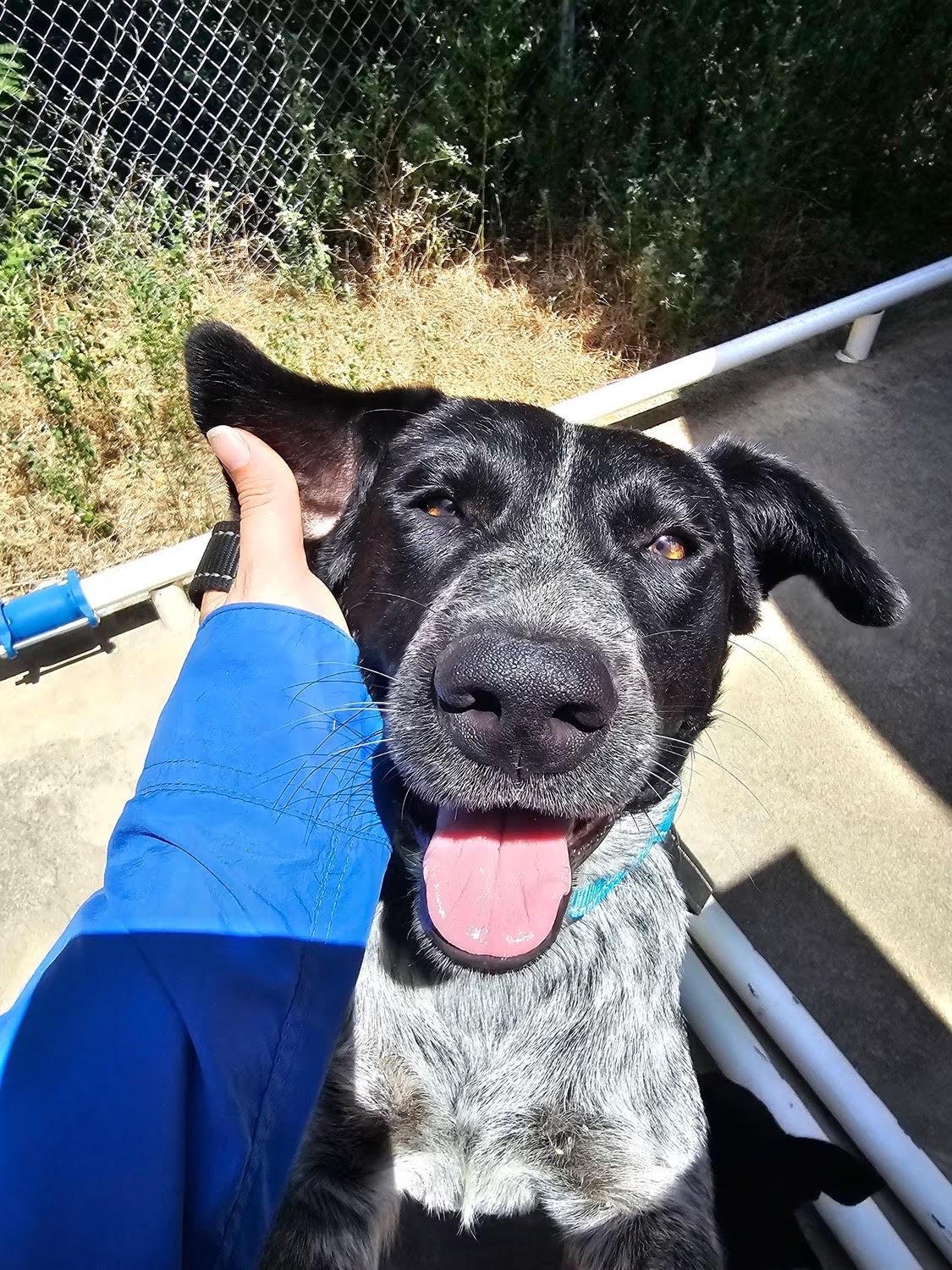 Enlarge Hank the Heeler, a Adopted mixed breed in Stephenville, TX image 2/6