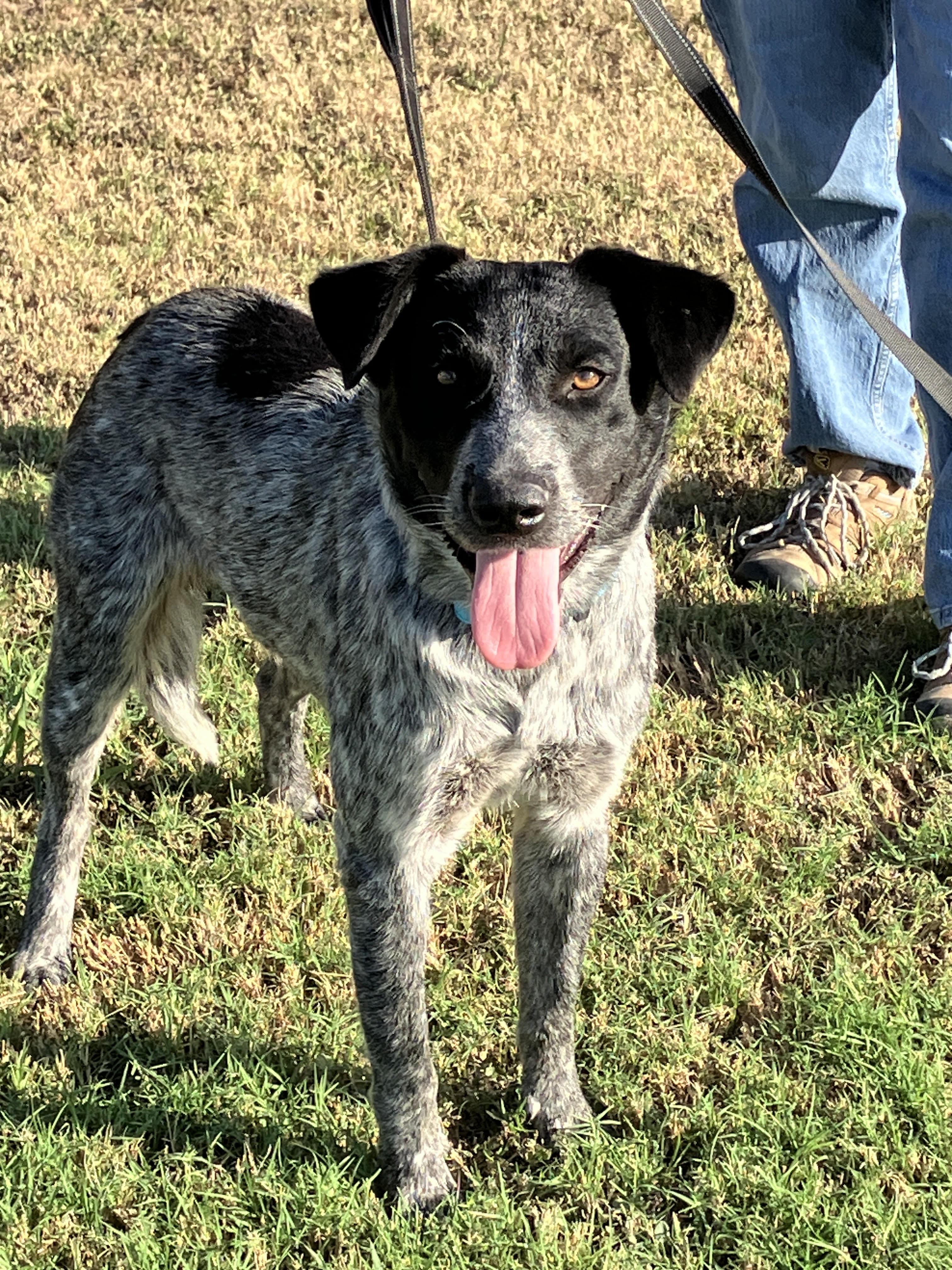 Hank the Heeler, Adopted, Young Male Australian Cattle Dog / Blue Heeler & Mixed Breed.