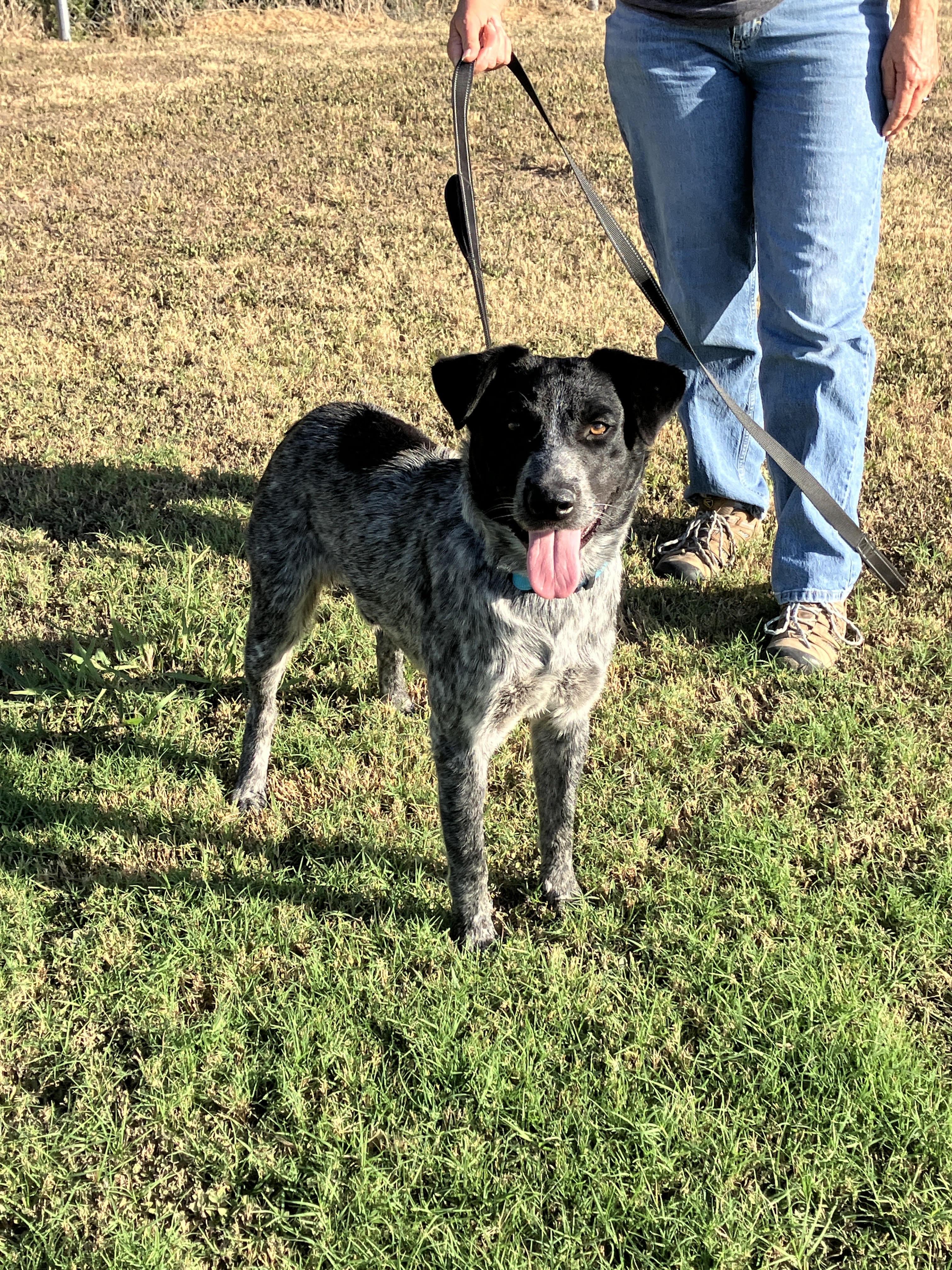 Enlarge Hank the Heeler, a Adopted mixed breed in Stephenville, TX image 3/6