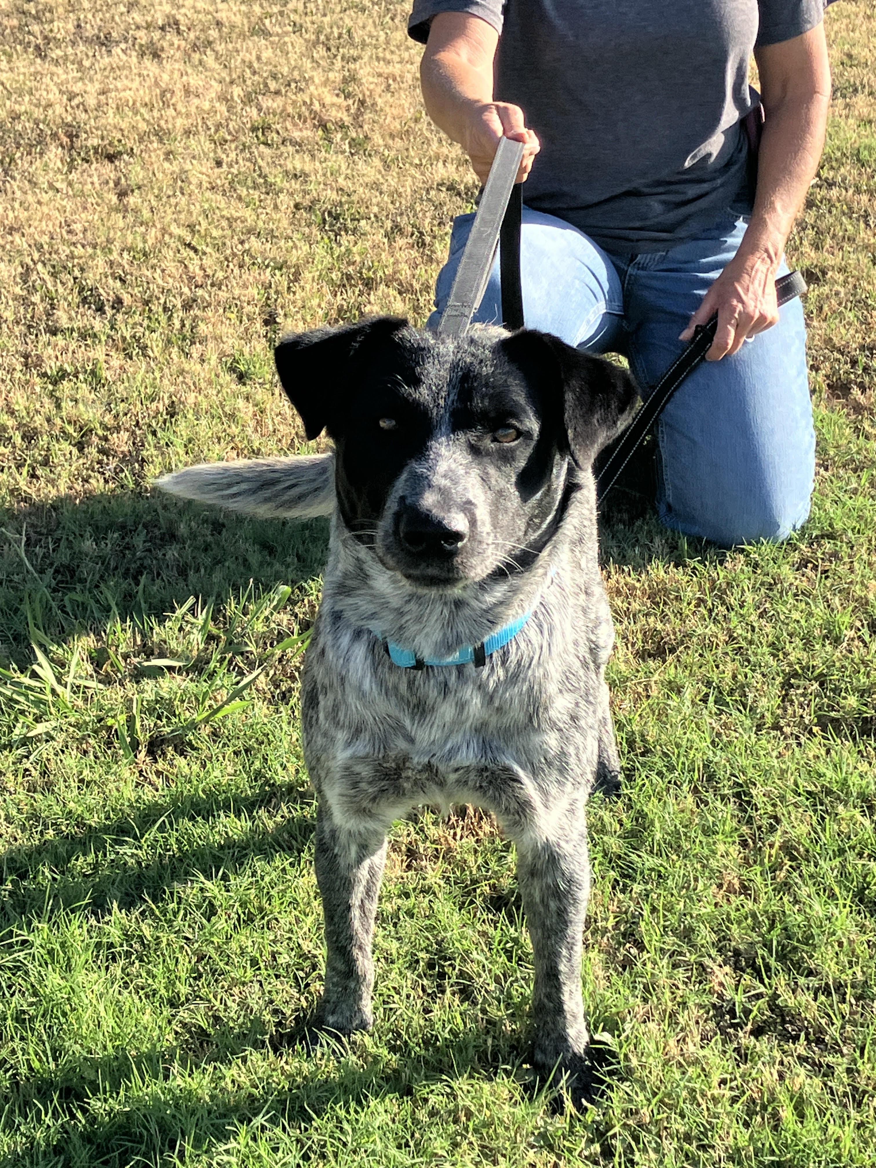 Enlarge Hank the Heeler, a Adopted mixed breed in Stephenville, TX image 5/6