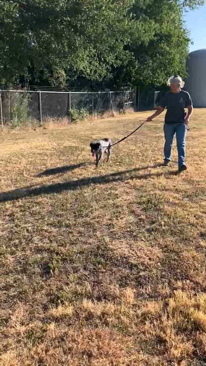 Enlarge Hank the Heeler, a Adopted mixed breed in Stephenville, TX video 6/6