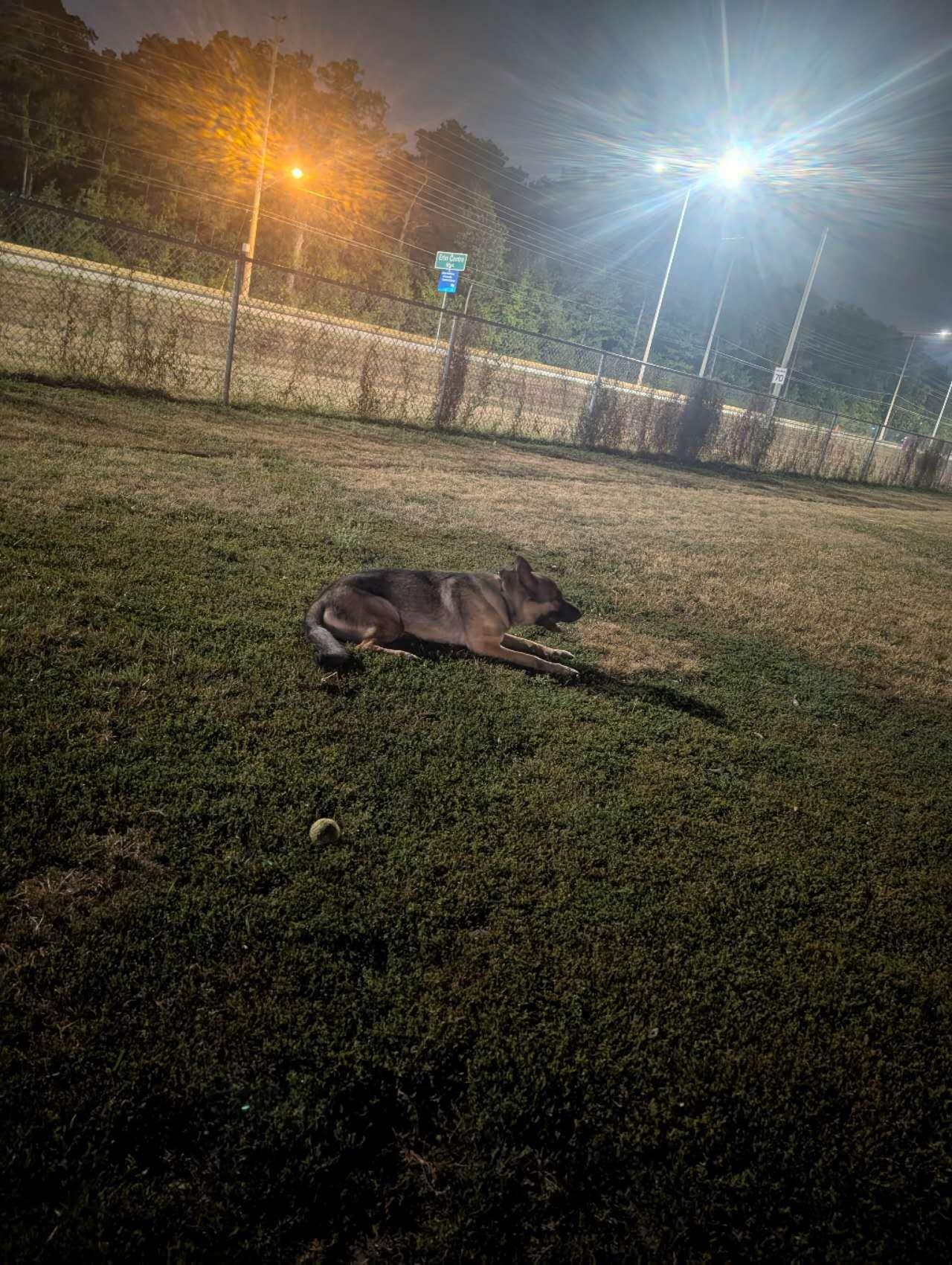 Lightning, a ADOPTABLE German Shepherd Dog in Markham, ON image 1/5