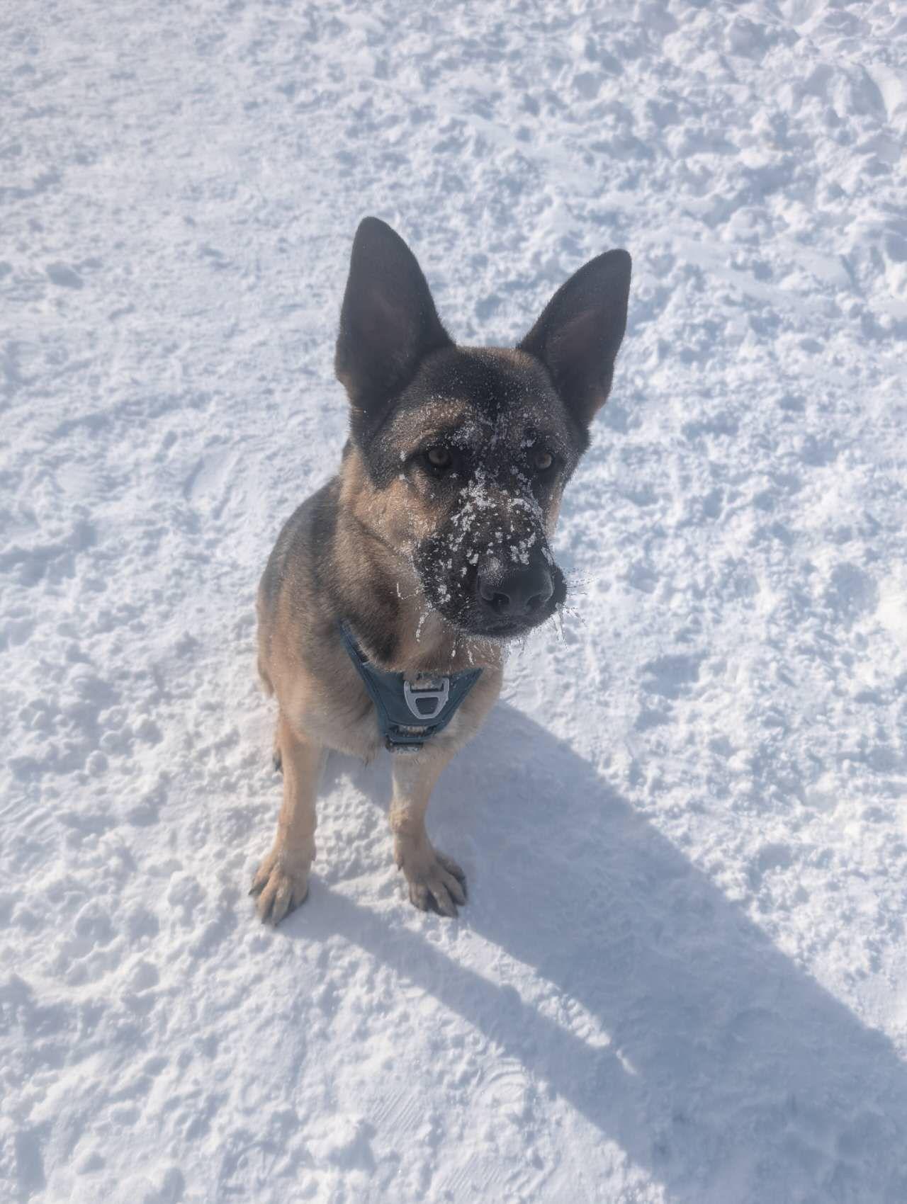 Lightning, a ADOPTABLE German Shepherd Dog in Markham, ON image 2/5