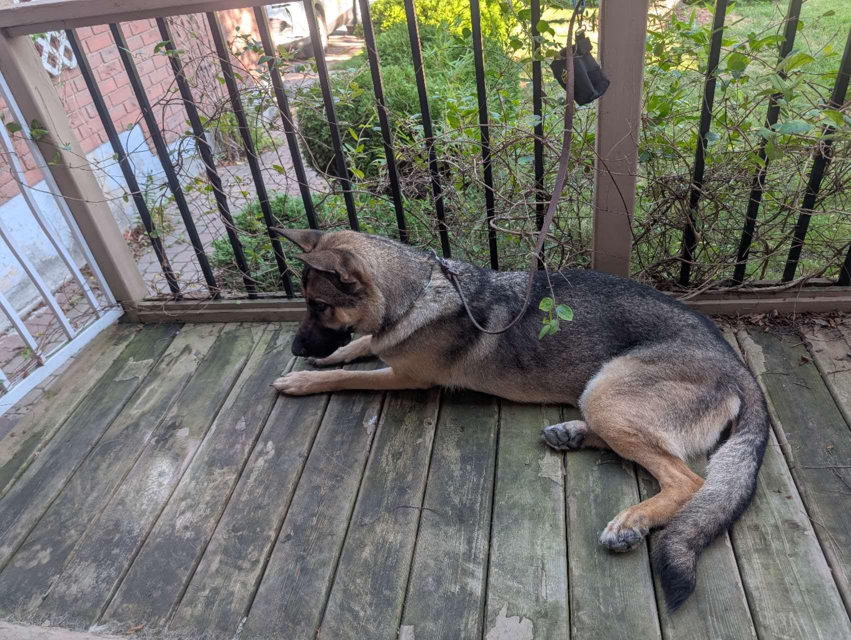 Lightning, a ADOPTABLE German Shepherd Dog in Markham, ON image 3/5