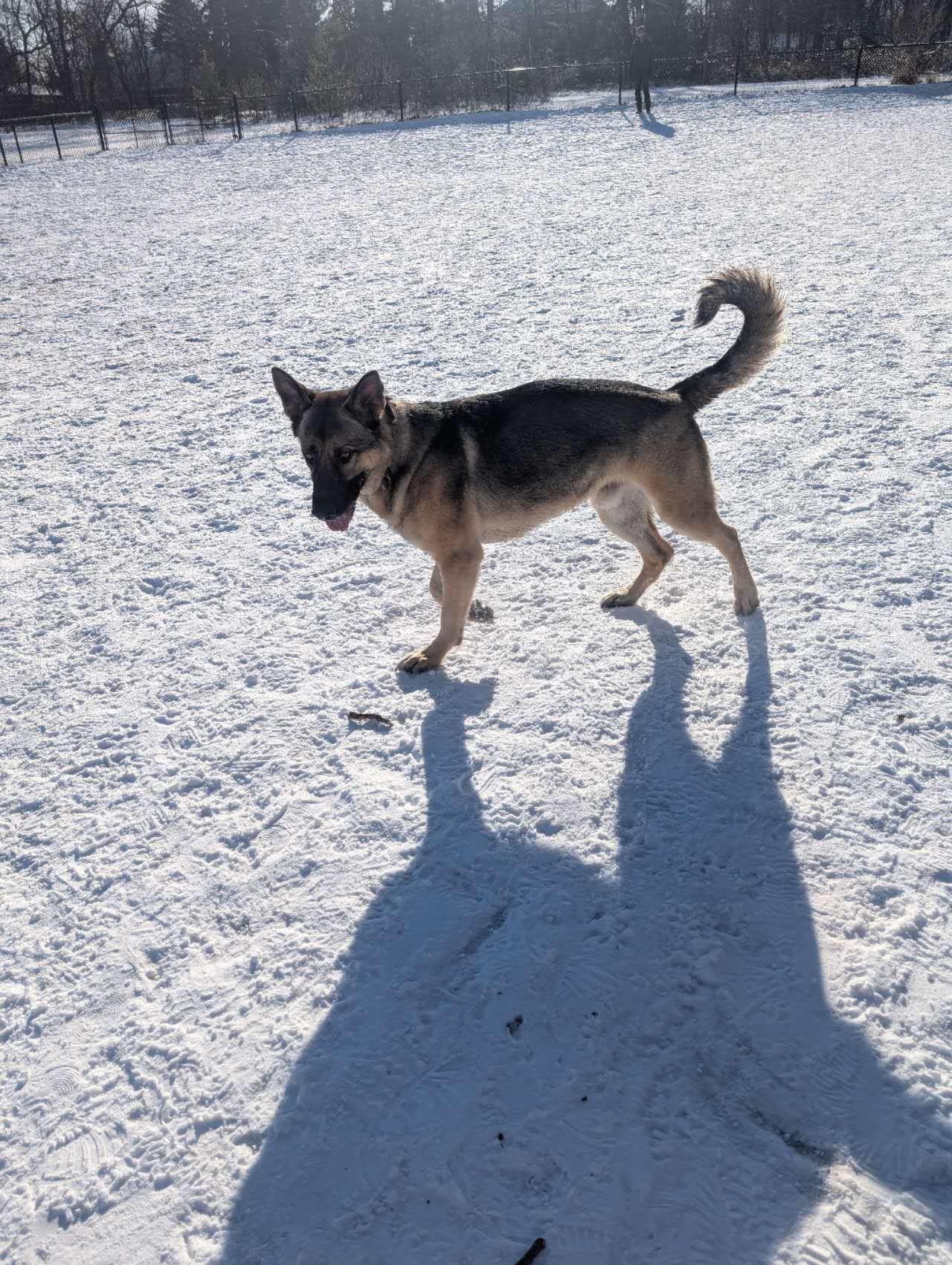 Lightning, a ADOPTABLE German Shepherd Dog in Markham, ON image 4/5