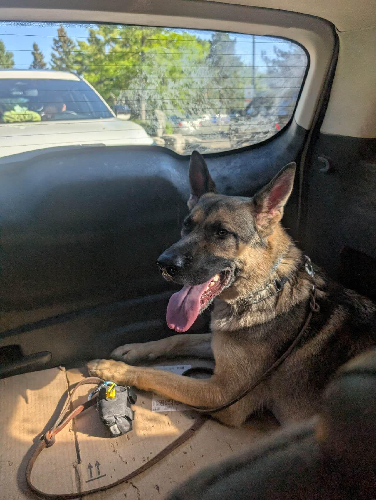 Lightning, a ADOPTABLE German Shepherd Dog in Markham, ON image 5/5