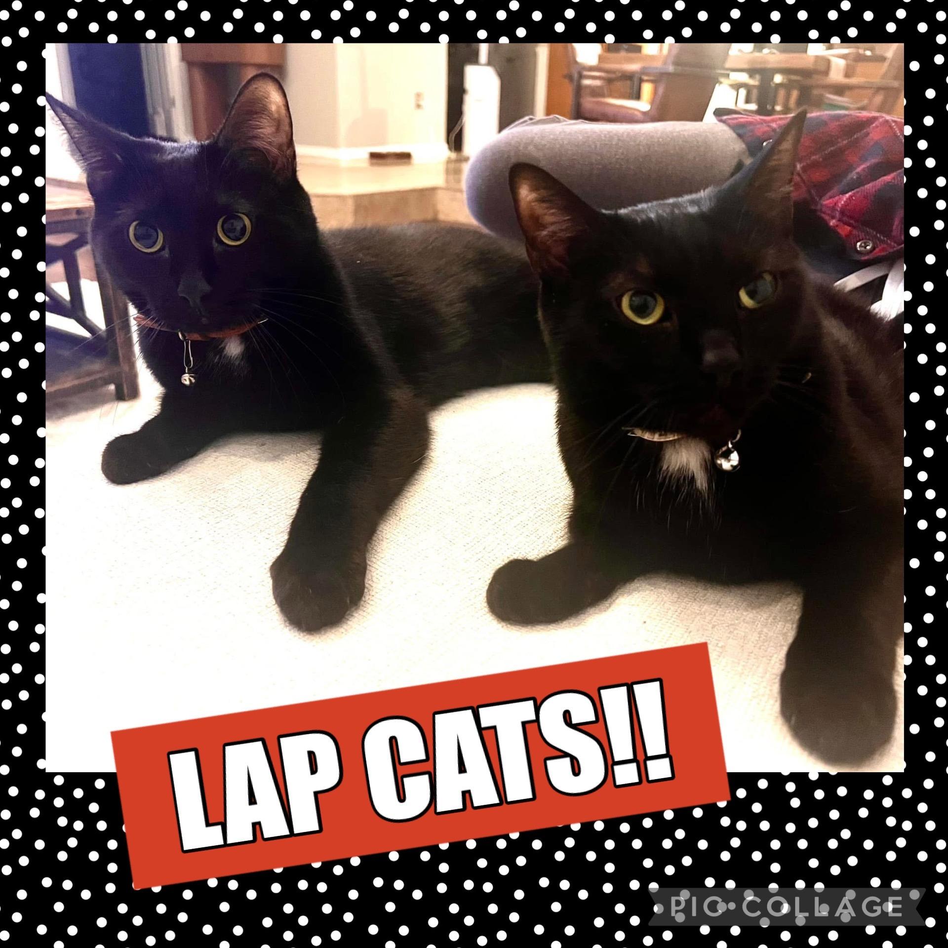 Oden & Owen (a/k/a PB & J), Adult Male Bombay