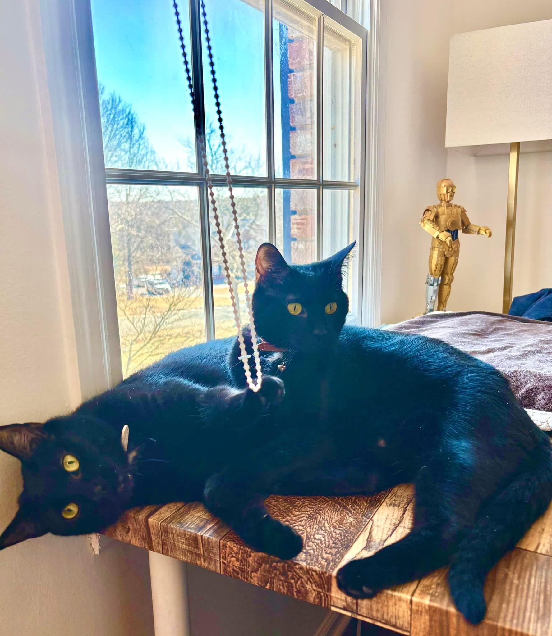 Oden & Owen (a/k/a PB & J) photo 2