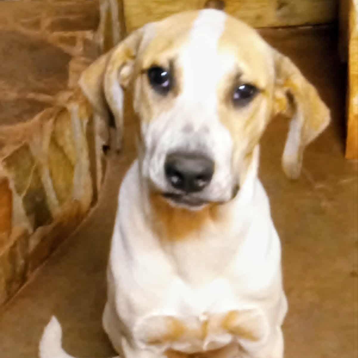 Hallie, a Adoptable mixed breed in Chapel Hill , NC image 2/3