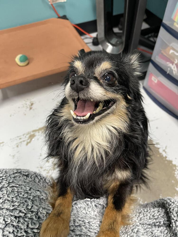 Enlarge Ollie, a Adopted Chihuahua in Chattanooga, TN image 2/3