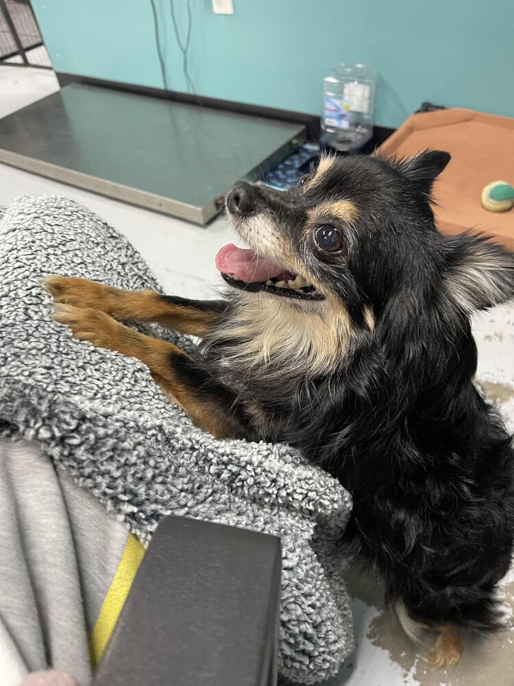 Enlarge Ollie, a Adopted Chihuahua in Chattanooga, TN image 3/3