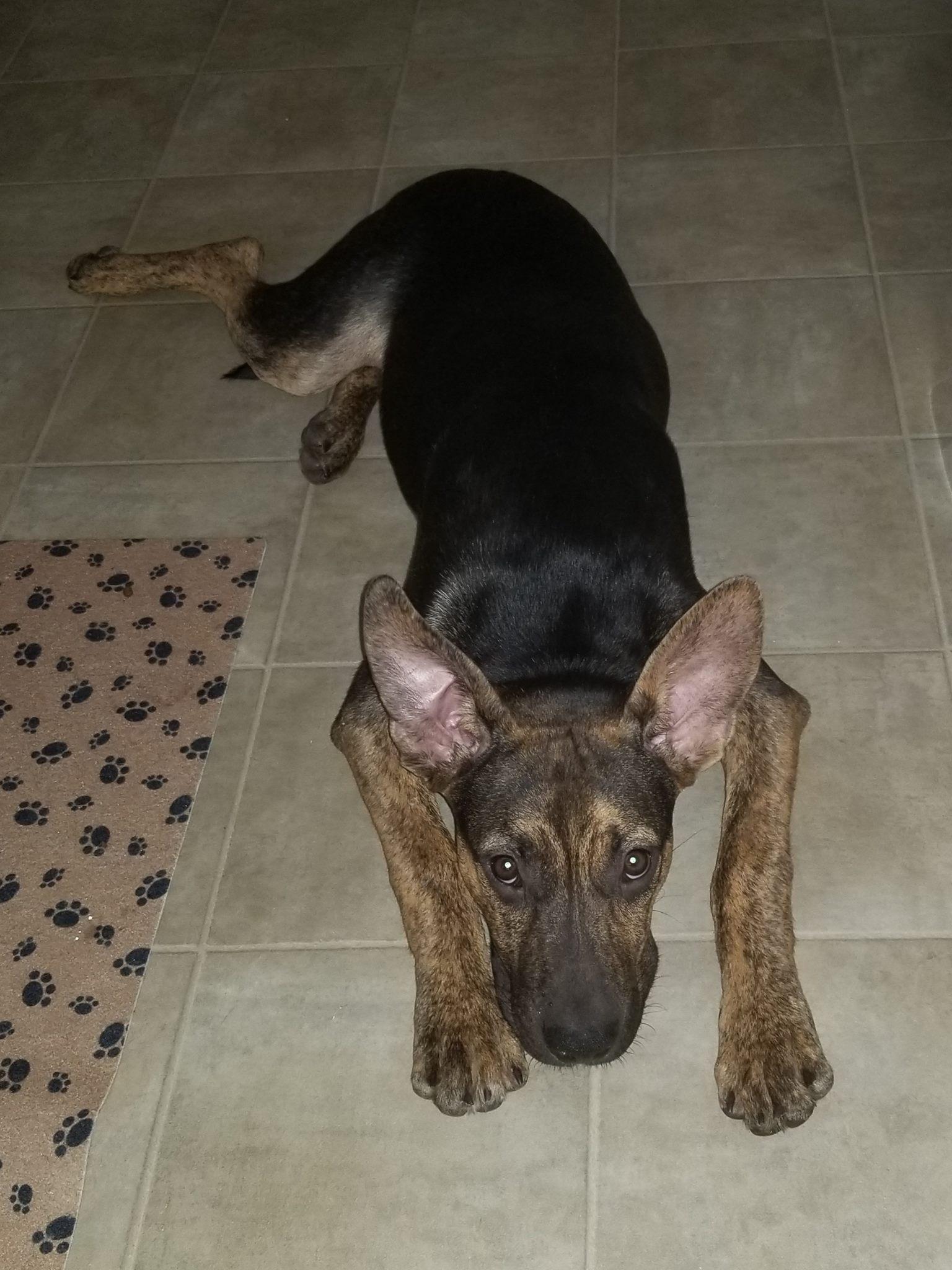 Xerxes, Adoptable, Adult Male German Shepherd Dog.