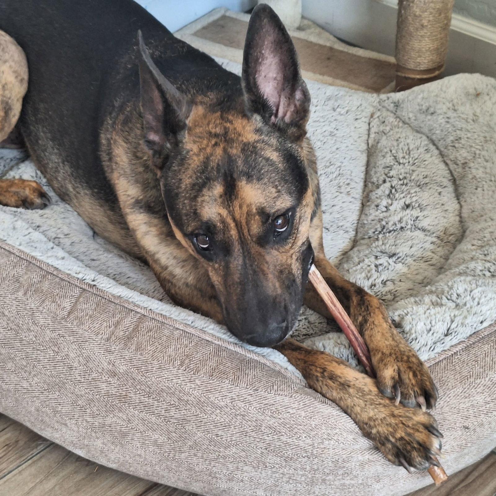 Xerxes, a Adoptable German Shepherd Dog in Florence, AZ image 2/3