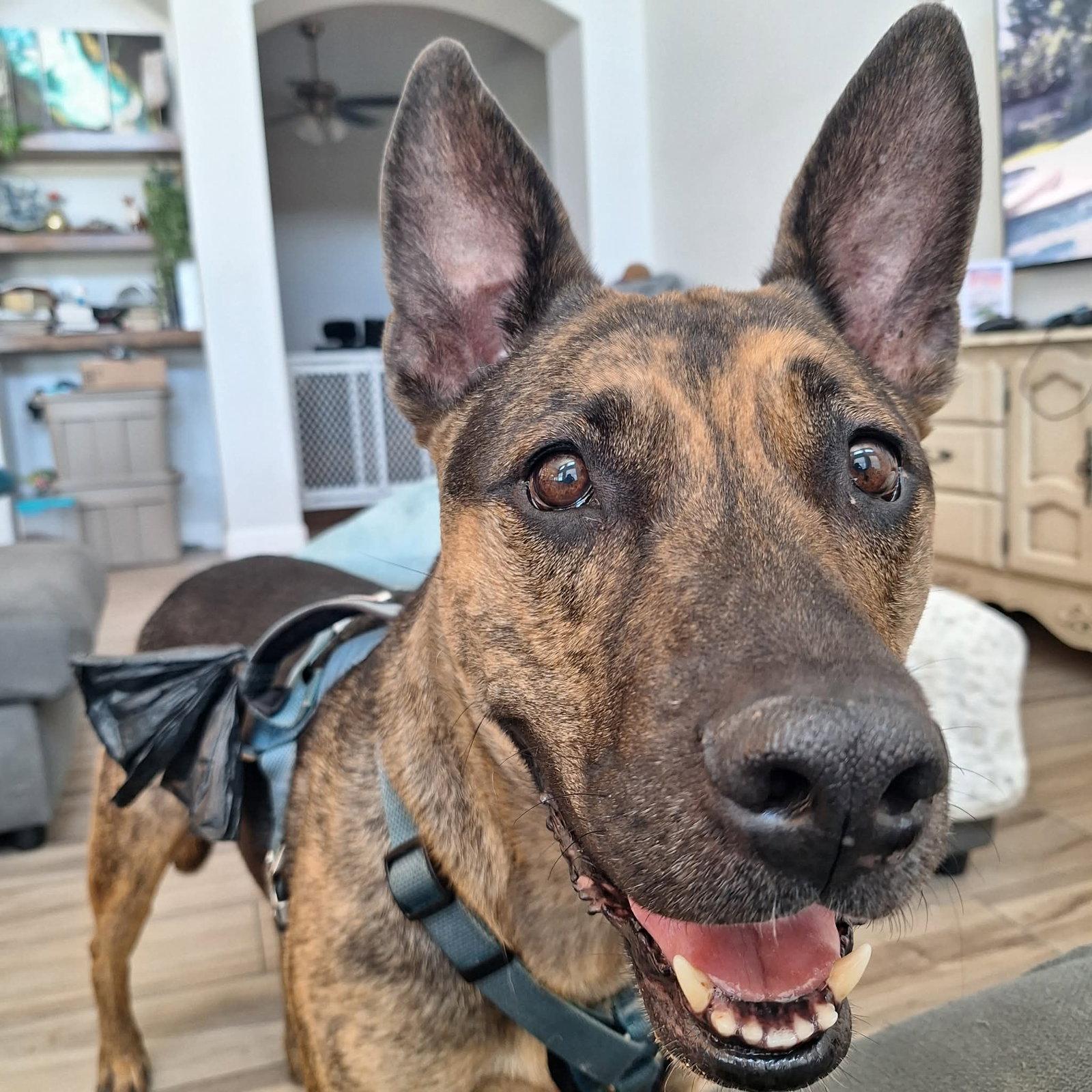 Xerxes, a Adoptable German Shepherd Dog in Florence, AZ image 3/3