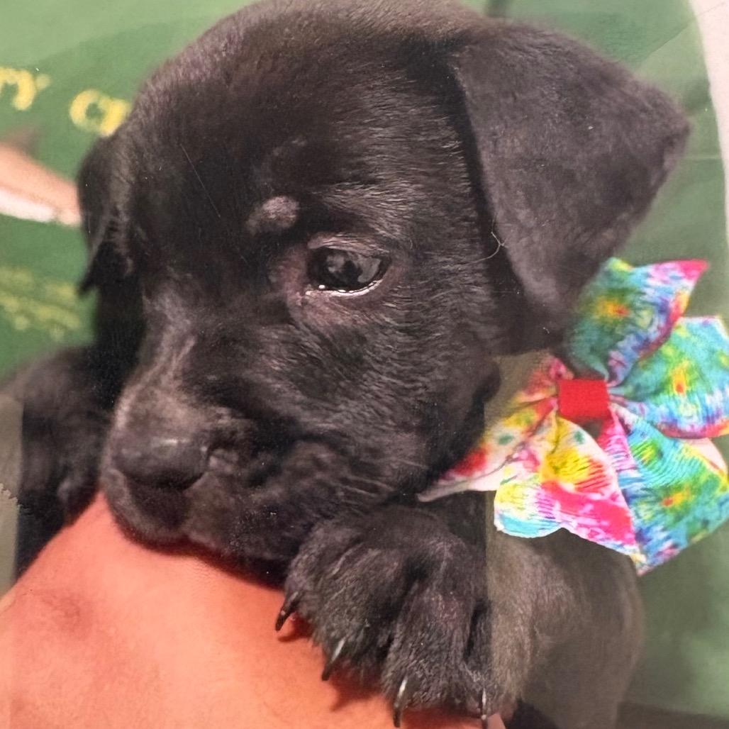 Salem, Adoptable, Puppy Male Border Collie & Mixed Breed.