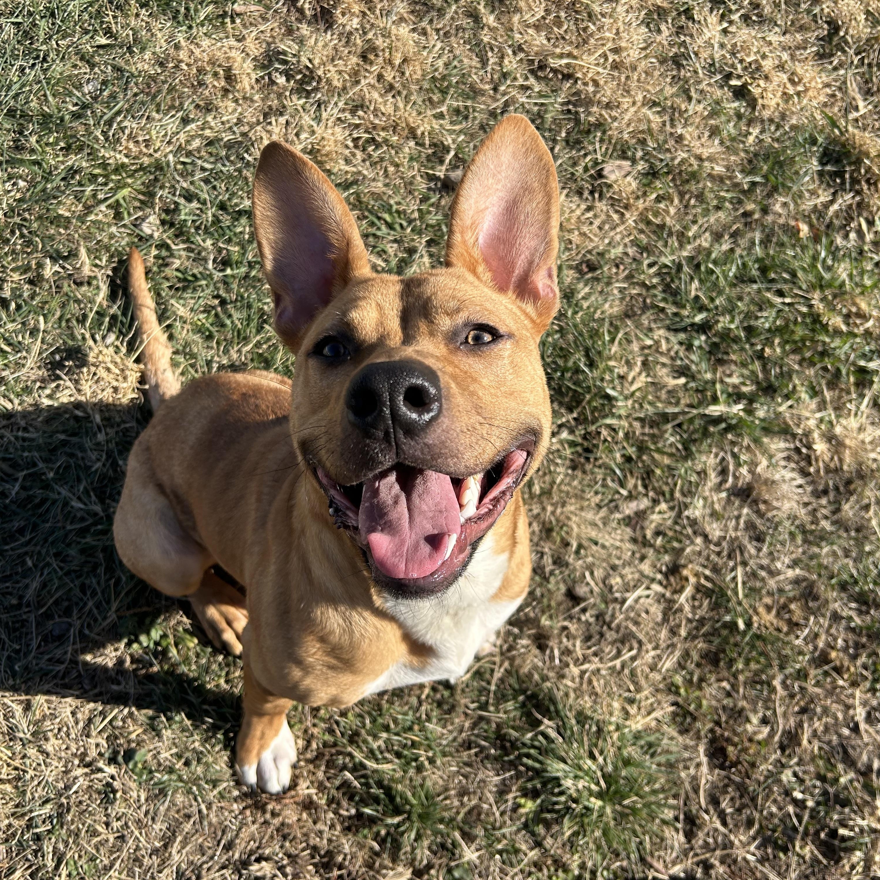 Enlarge Branch, a Adoptable mixed breed in Clinton, IL image 2/5