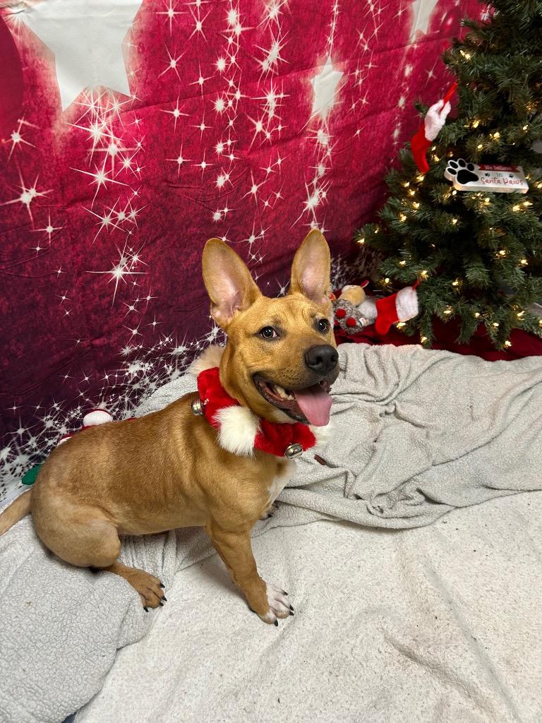 Enlarge Branch, a Adoptable mixed breed in Clinton, IL image 5/5