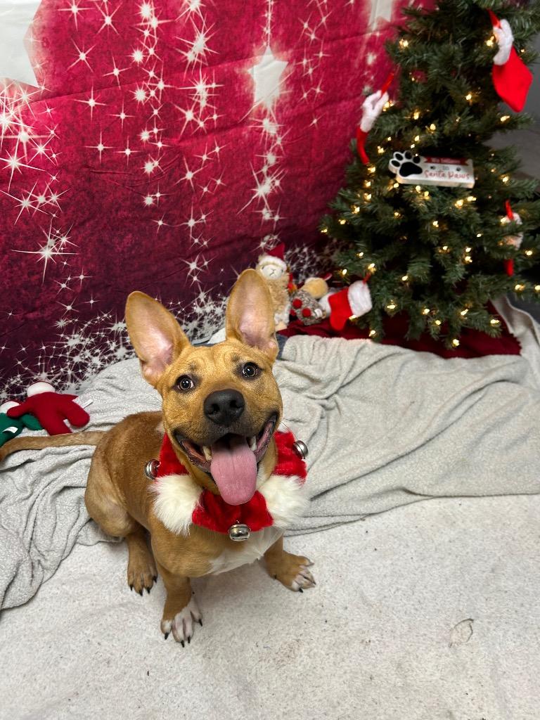 Enlarge Branch, a Adoptable mixed breed in Clinton, IL image 4/5