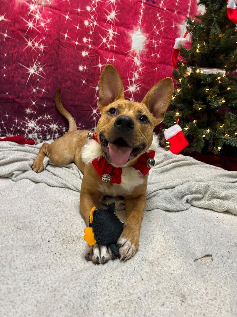 Enlarge Branch, a Adoptable mixed breed in Clinton, IL image 1/5