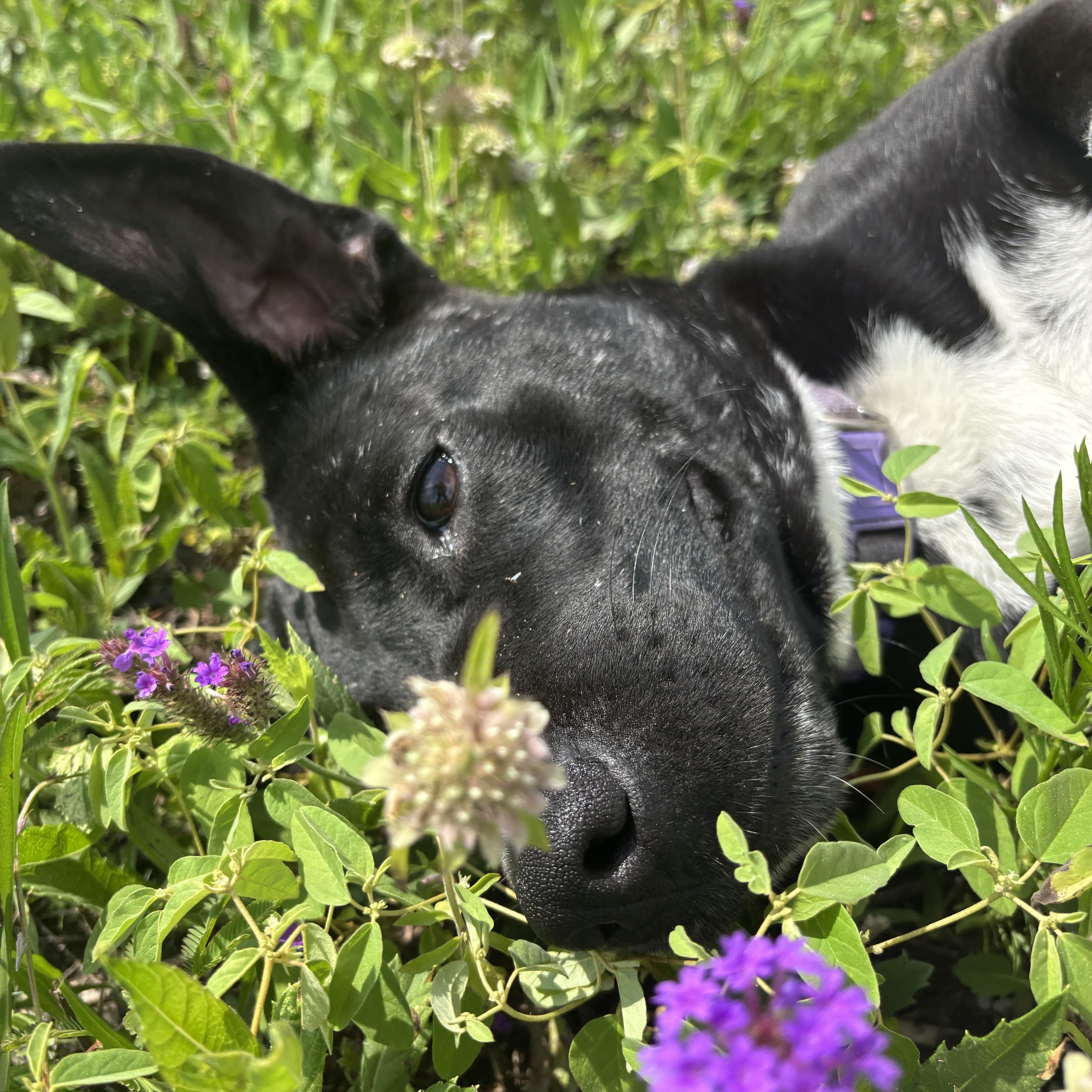 Enlarge Ariel, a Adopted mixed breed in Westminster, CO image 5/5