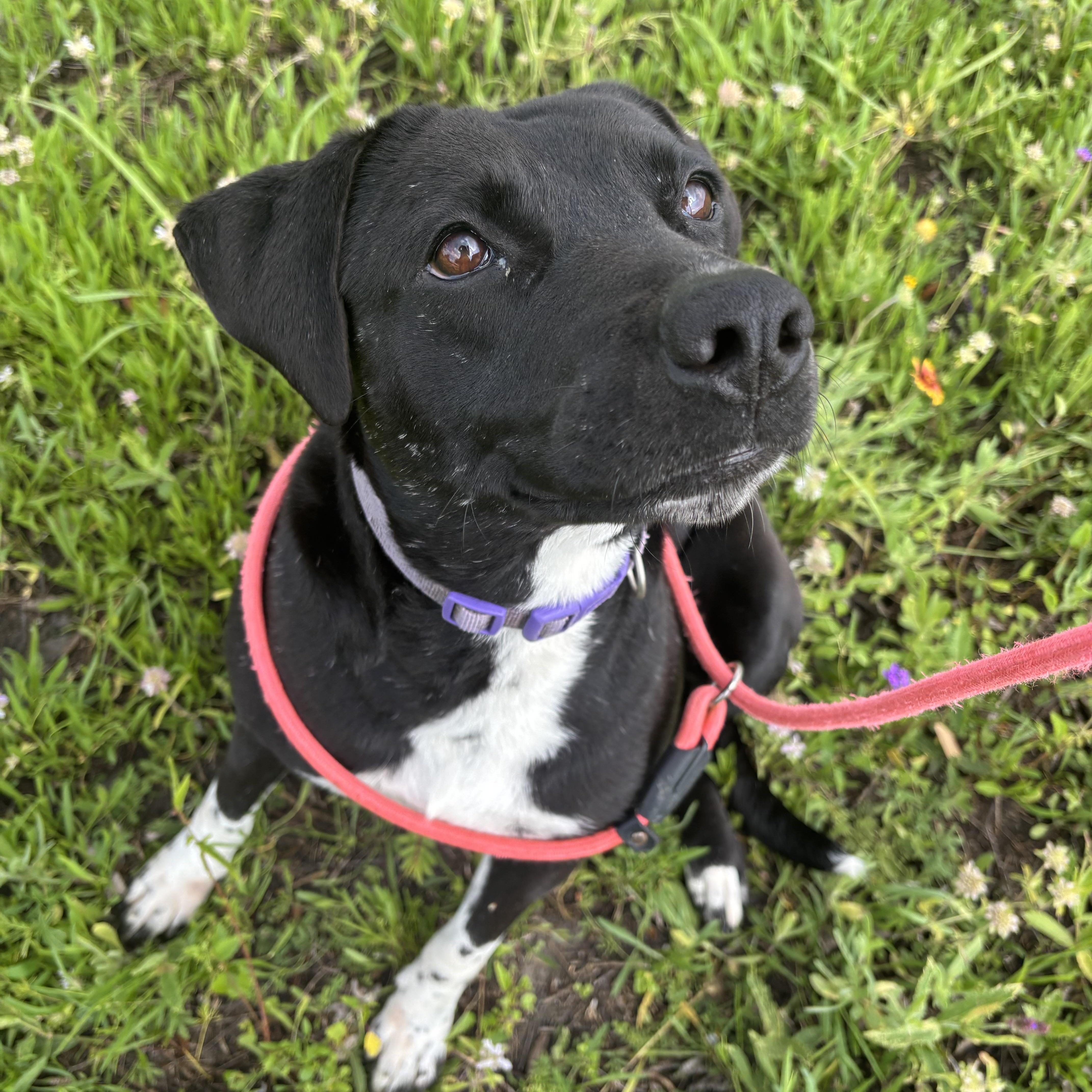 Ariel, Adopted, Adult Female Labrador Retriever.