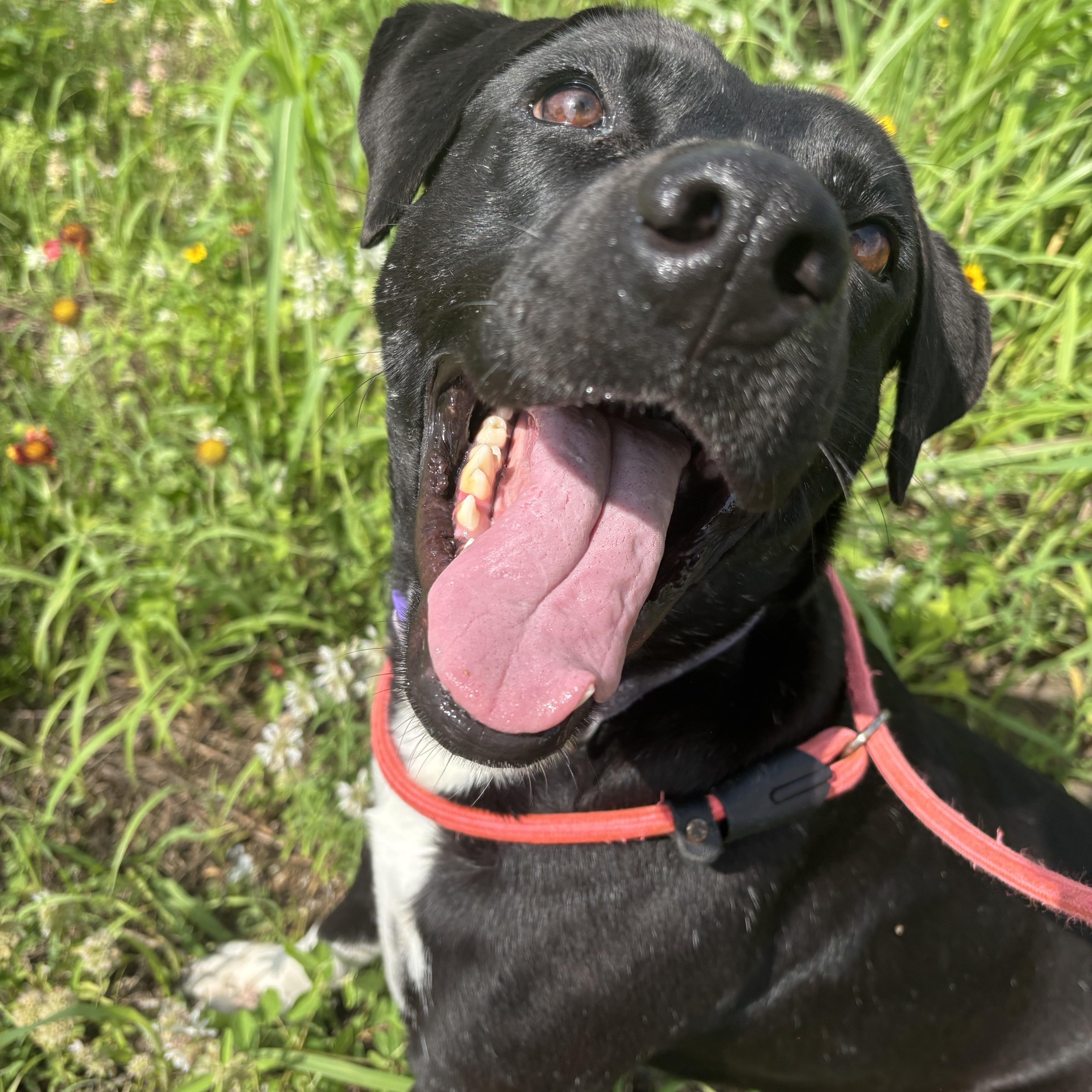 Enlarge Ariel, a Adopted mixed breed in Westminster, CO image 3/5