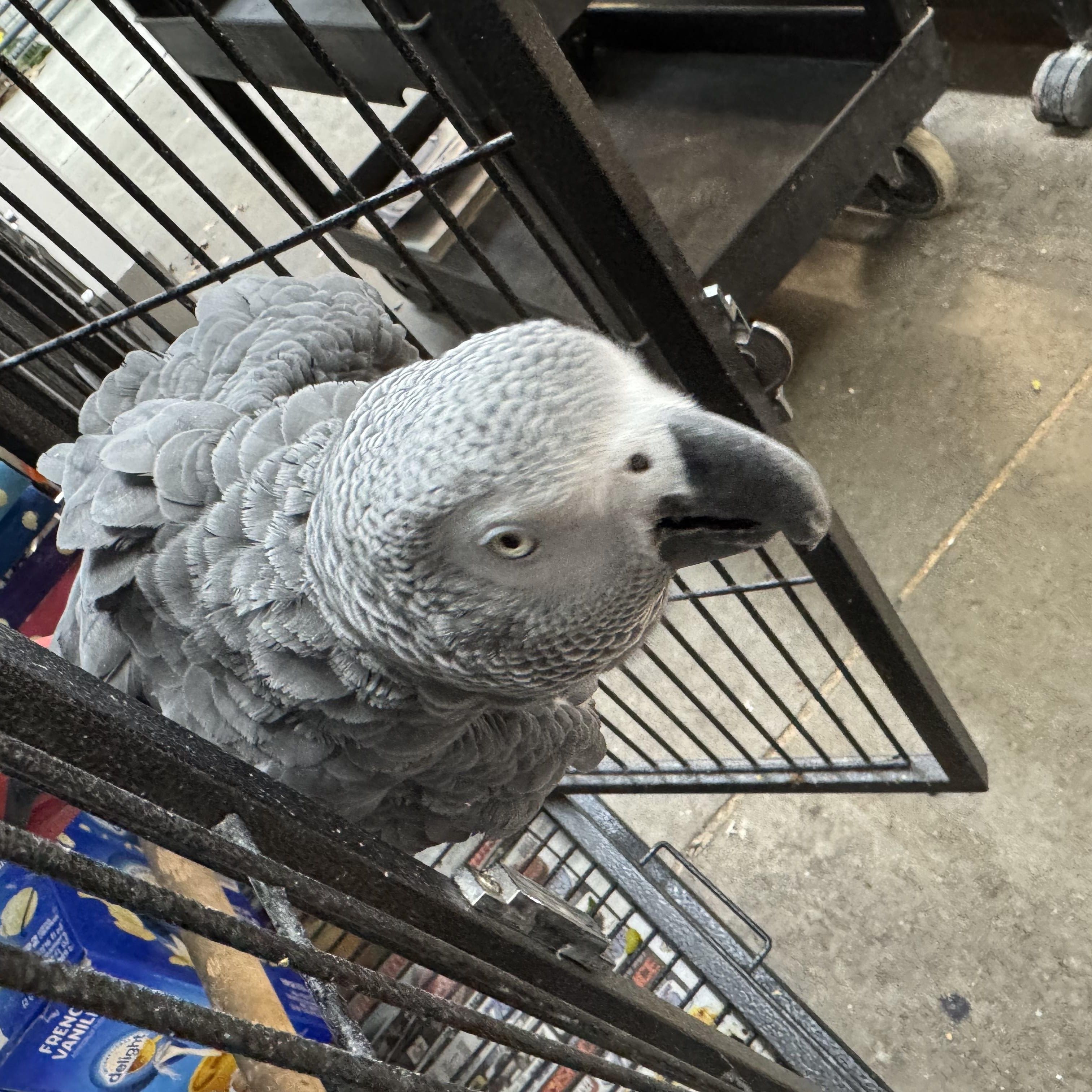 Petre, an adopted African Grey in Bend, OR image 1/2