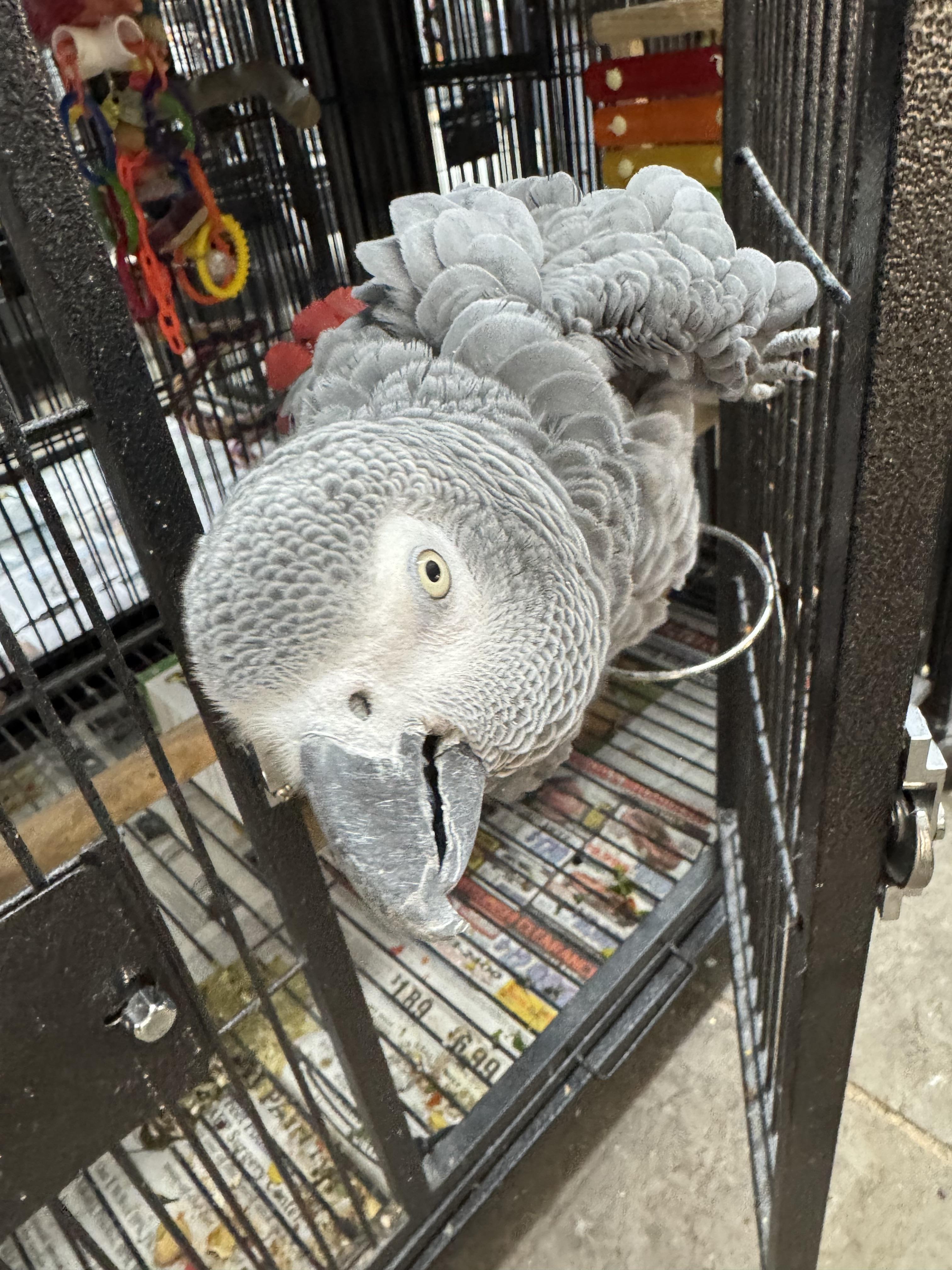 Petre, an adopted African Grey in Bend, OR image 2/2