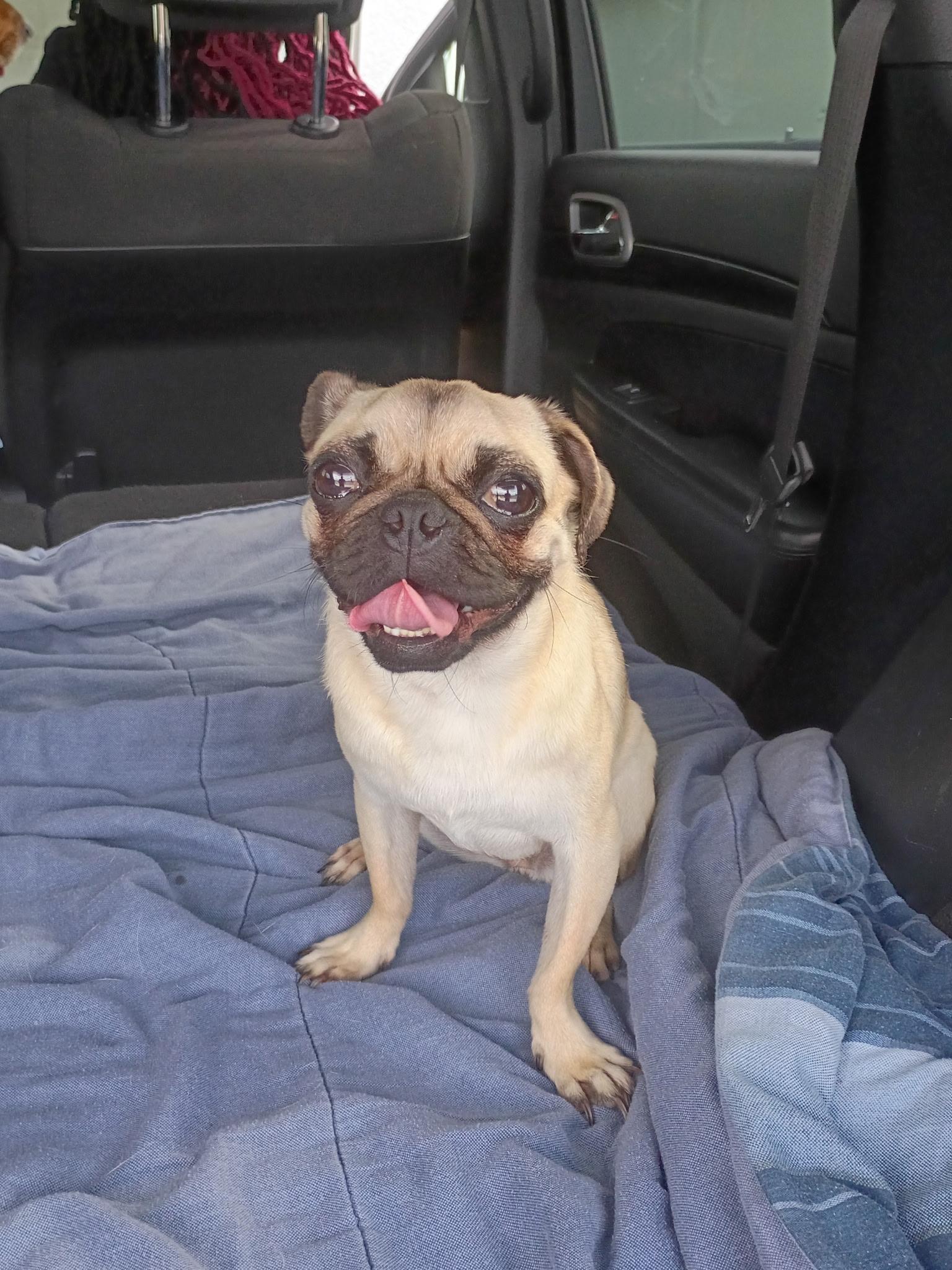 Enlarge Angel, an adoptable Pug in Orlando, FL image 3/5