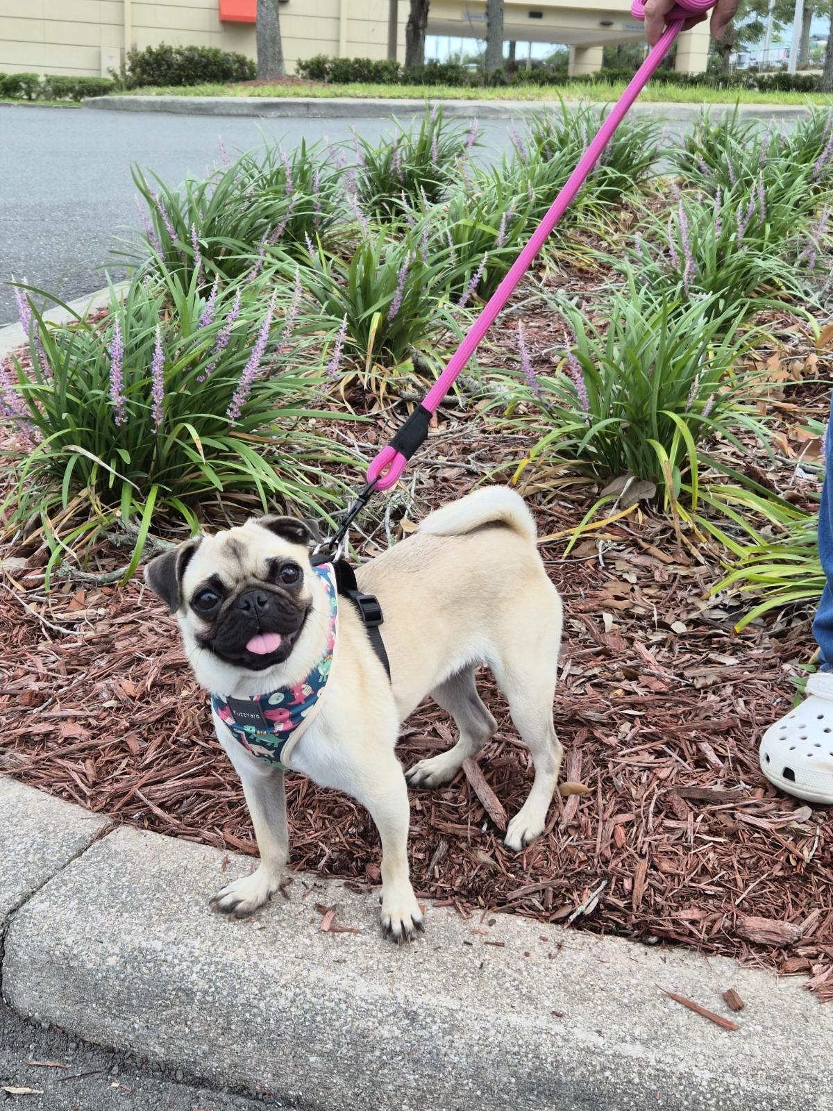 Enlarge Angel, an adopted Pug in Orlando, FL image 1/6