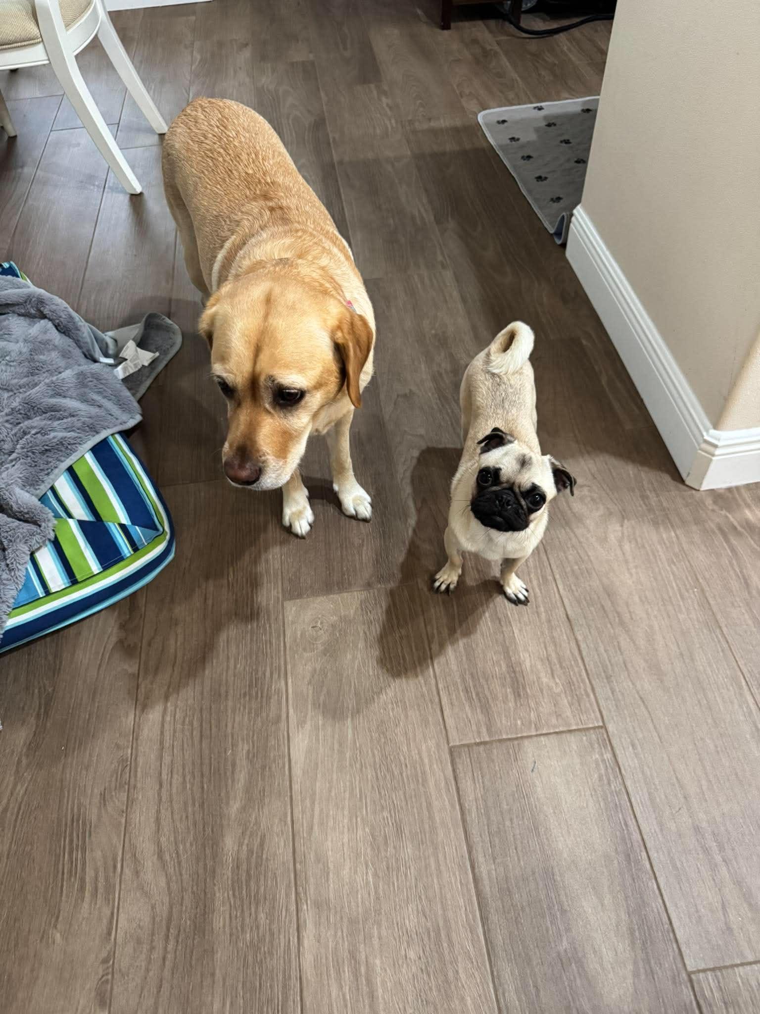 Enlarge Angel, an adopted Pug in Orlando, FL image 6/6