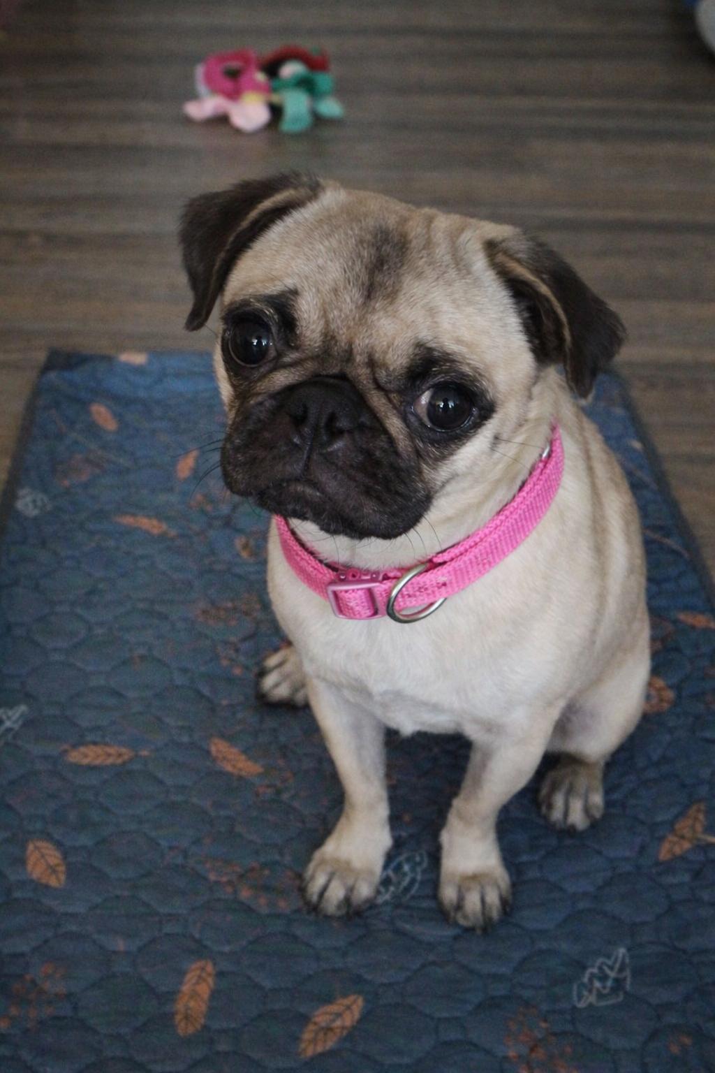 Enlarge Angel, an adoptable Pug in Orlando, FL image 2/5