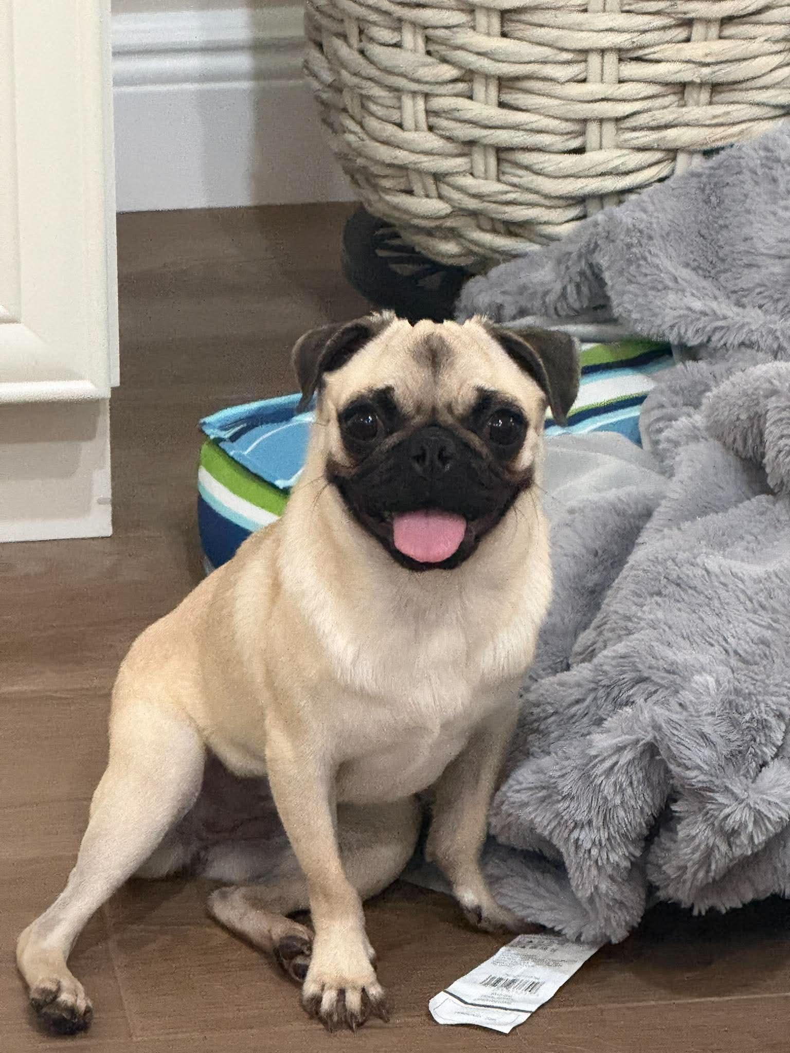 Angel, adoptable, Young Female Pug.