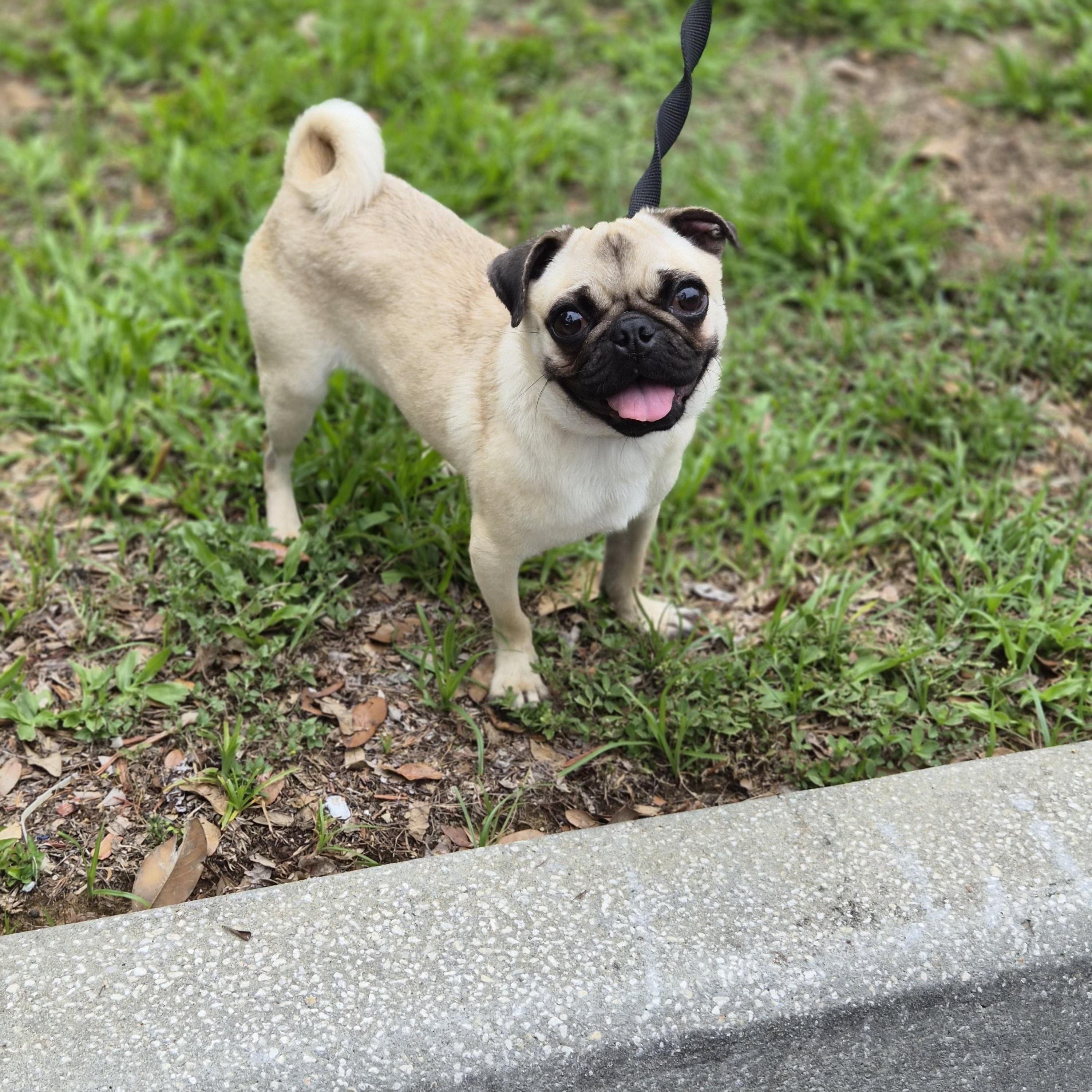 Angel, adoptable, Young Female Pug.