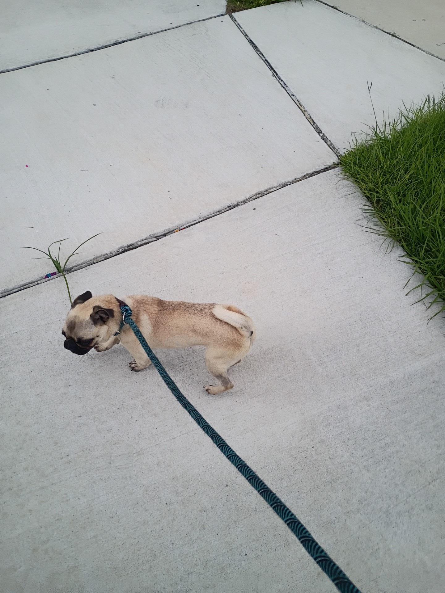 Enlarge Angel, an adoptable Pug in Orlando, FL image 5/5