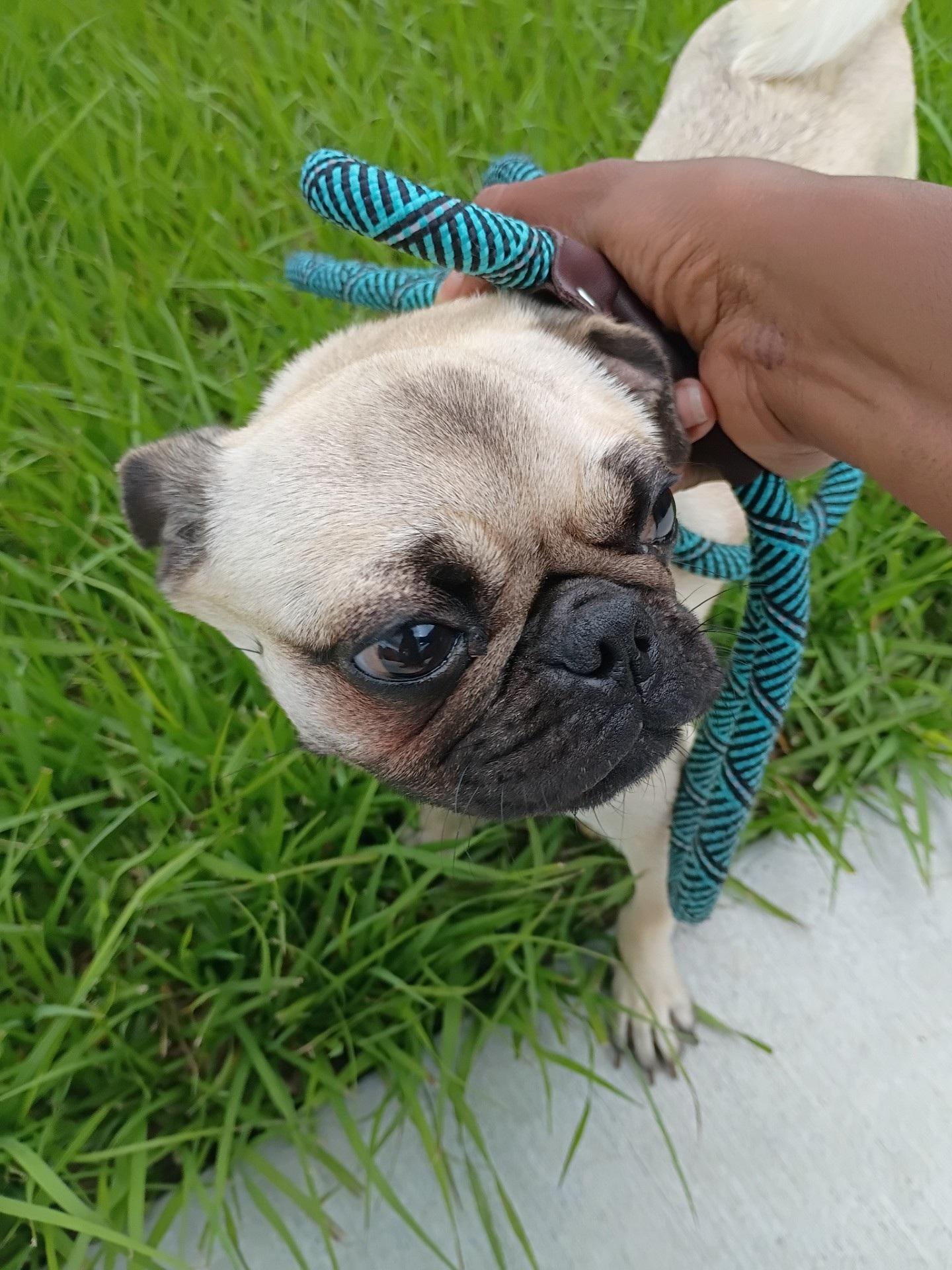 Enlarge Angel, an adoptable Pug in Orlando, FL image 4/5
