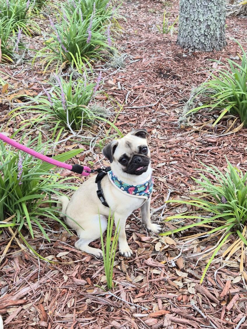 Enlarge Angel, an adopted Pug in Orlando, FL image 2/6