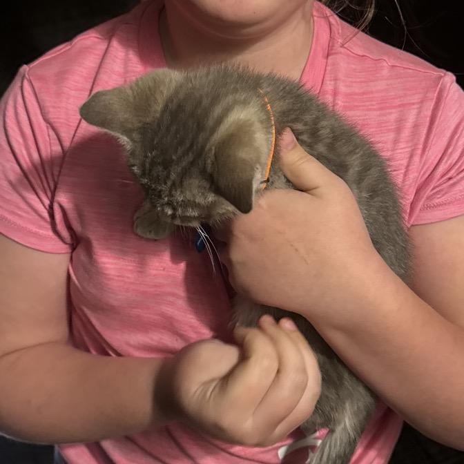 Enlarge Otis (Odie), a Adoptable Domestic Short Hair in Tupelo, MS image 1/1