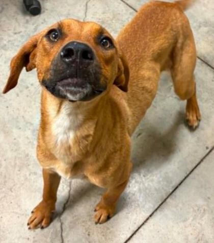 Princess Cheese Puff, Adoptable, Adult Female Hound & Mixed Breed.