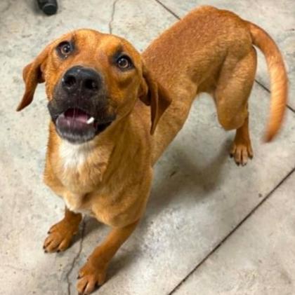 Princess Cheese Puff, a Adoptable mixed breed in Lampasas, TX image 2/3