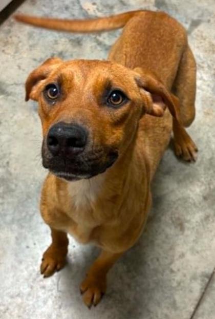Princess Cheese Puff, a Adoptable mixed breed in Lampasas, TX image 3/3