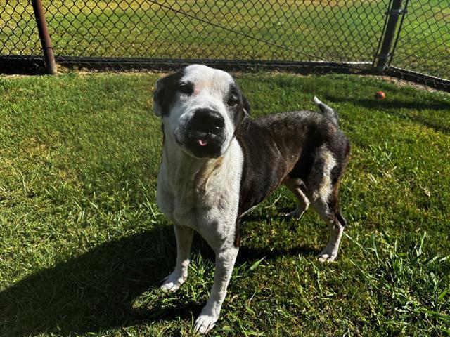 MABEL, Adoptable, Adult Female Pit Bull Terrier & Mixed Breed.