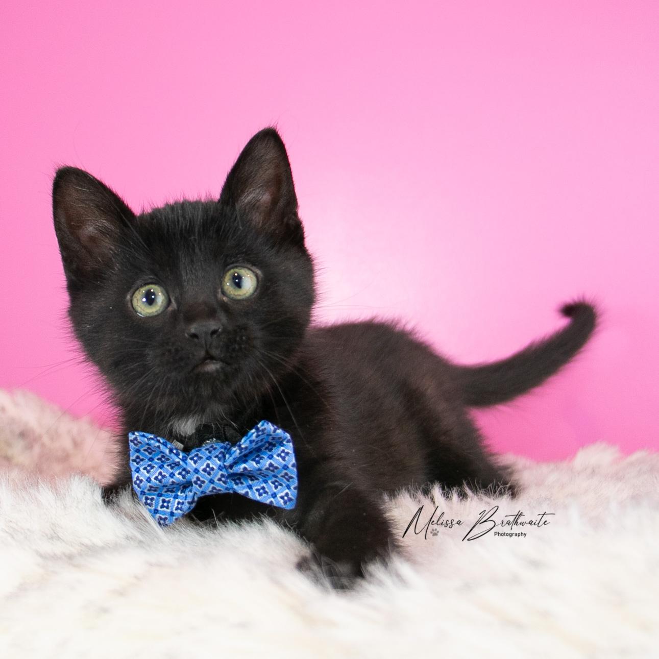 Enlarge Arthur, a Adoptable Domestic Short Hair in Calgary, AB image 4/4