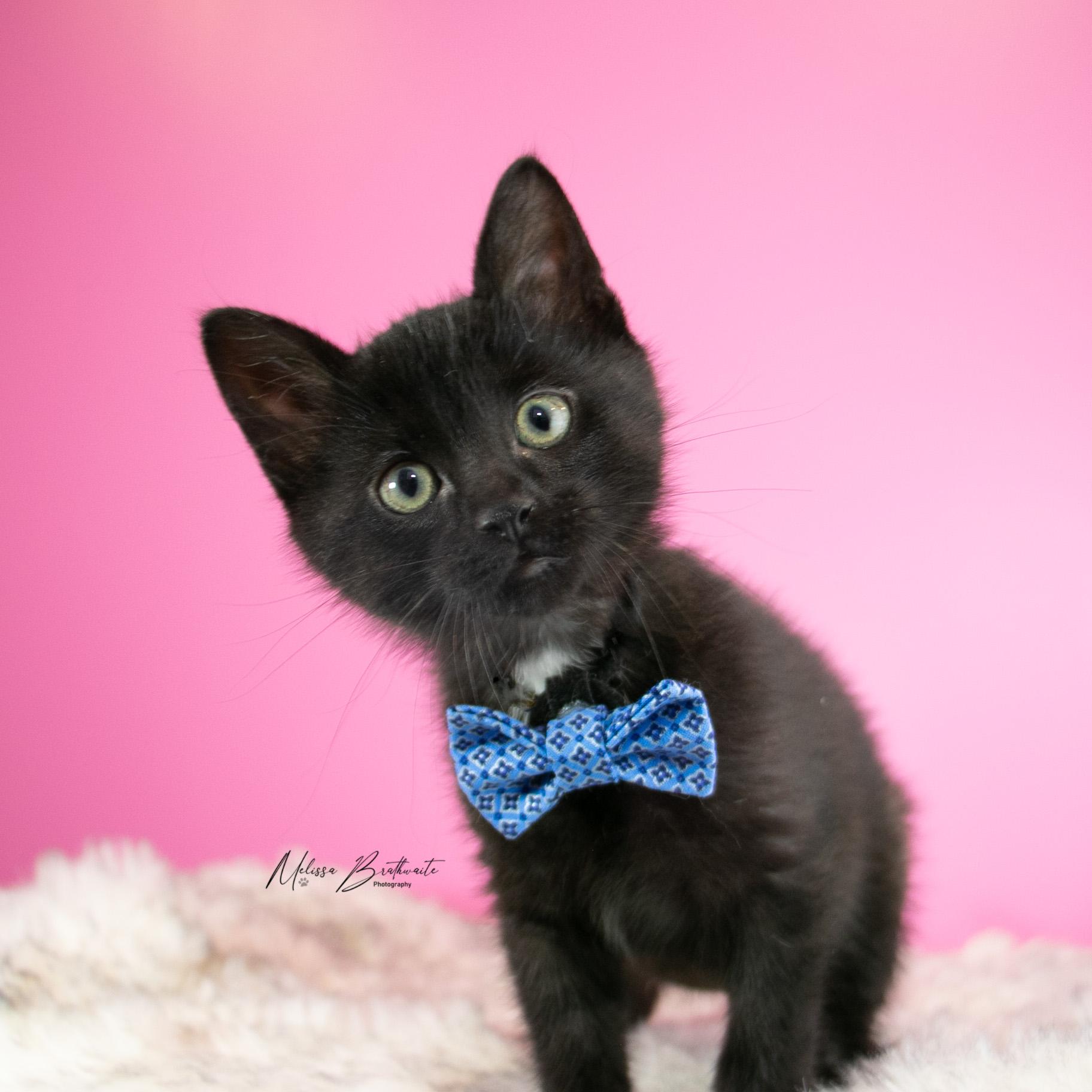 Arthur, Adoptable, Kitten Male Domestic Short Hair.