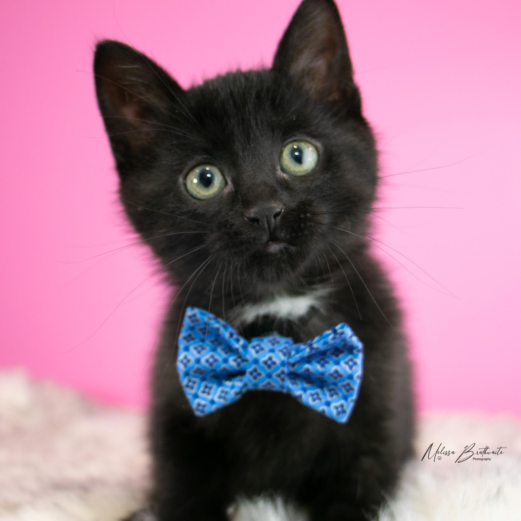 Enlarge Arthur, a Adoptable Domestic Short Hair in Calgary, AB image 2/4