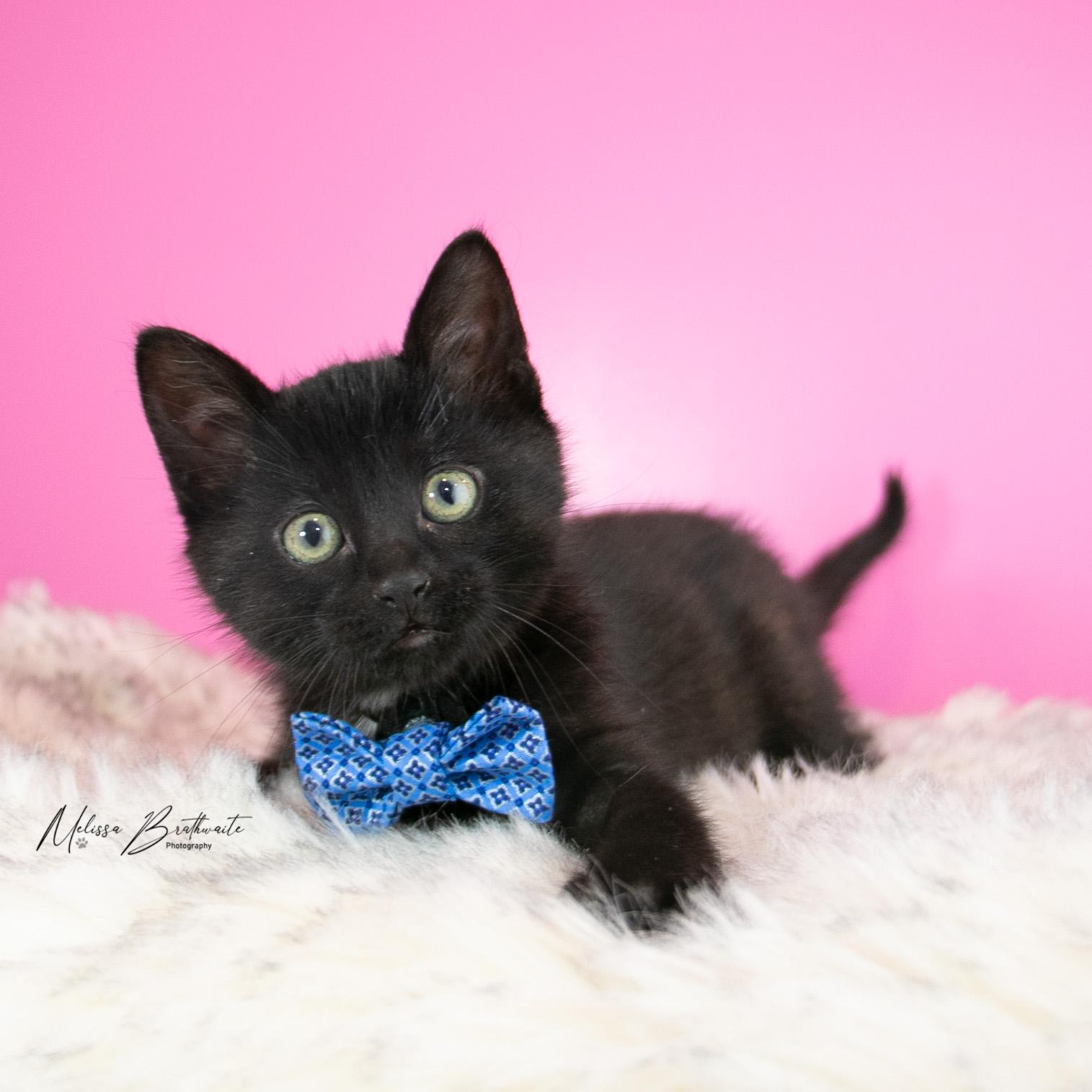 Enlarge Arthur, a Adoptable Domestic Short Hair in Calgary, AB image 3/4